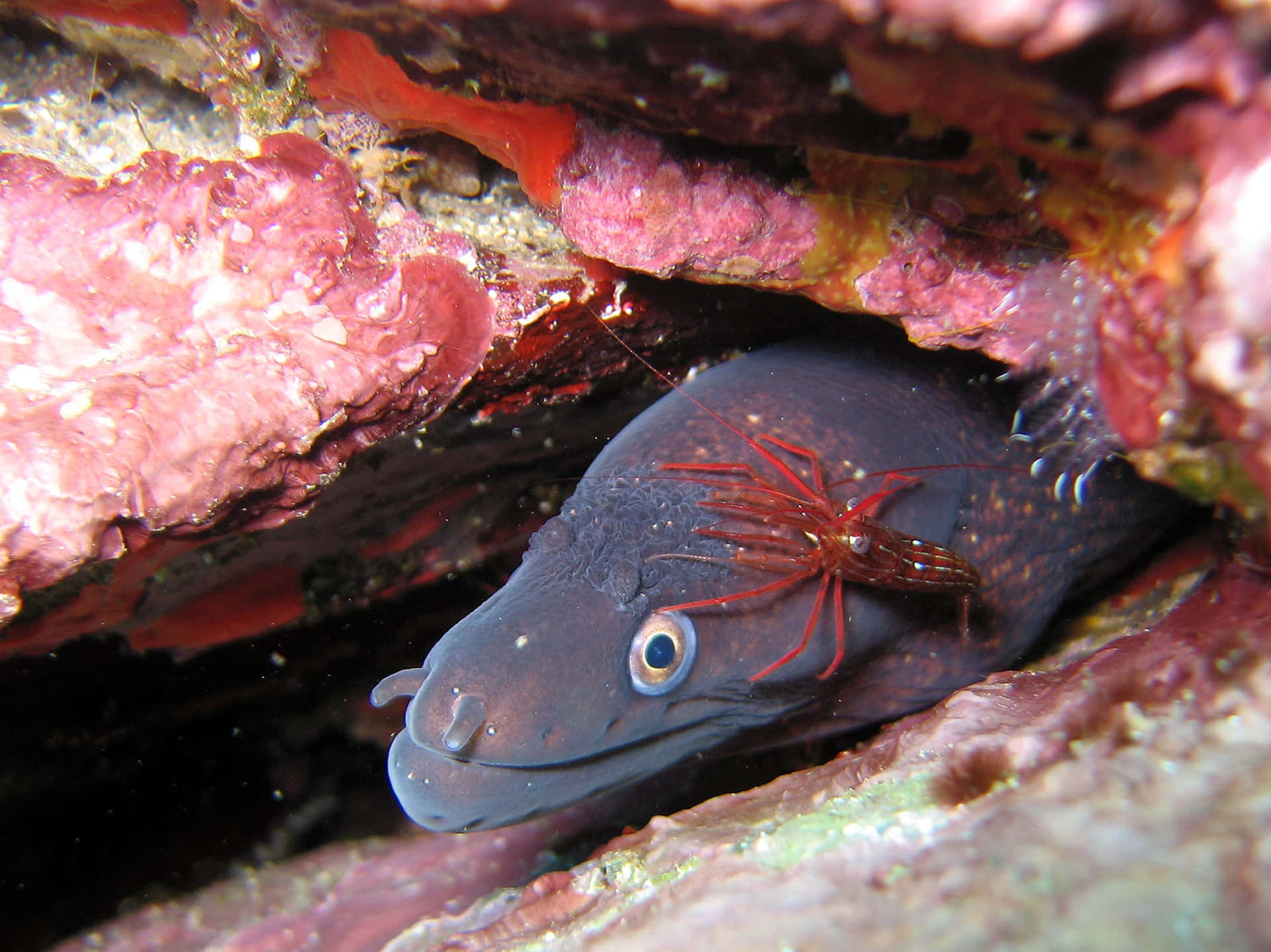 Colorful and Mysterious Eel