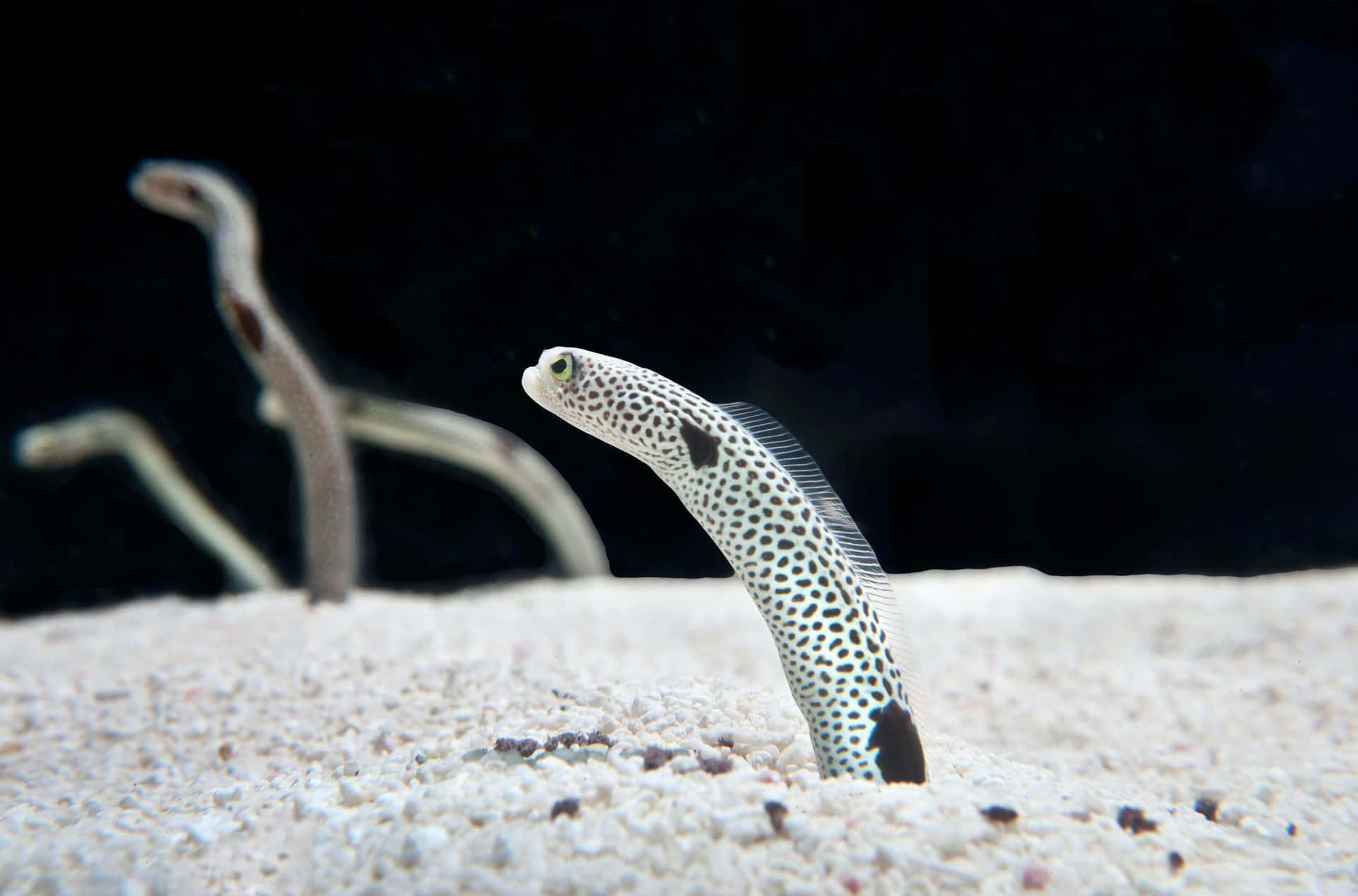 A beautiful, freshwater electric eel