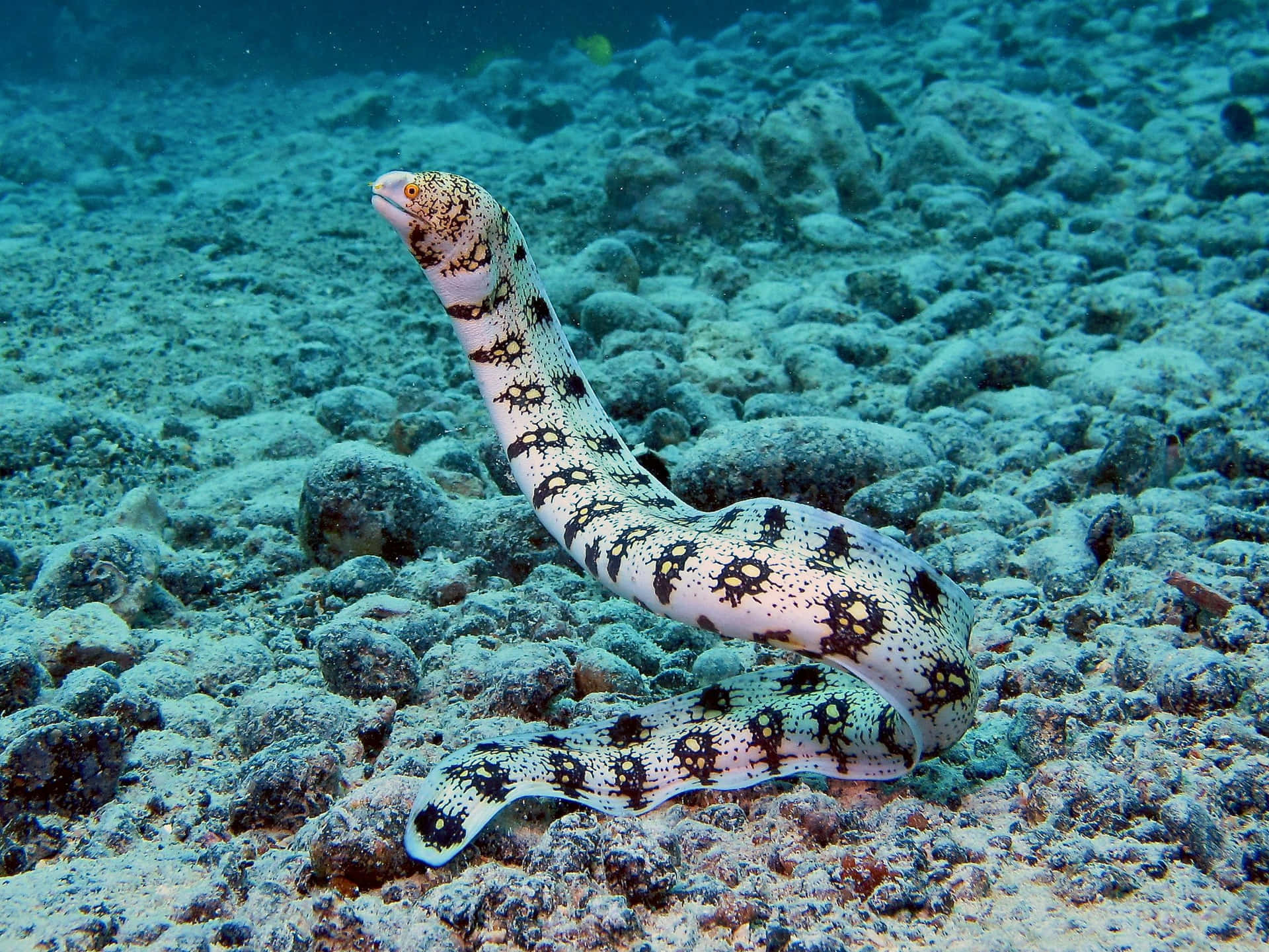 A Freshly-caught Eel Swimming In A Shallow Water
