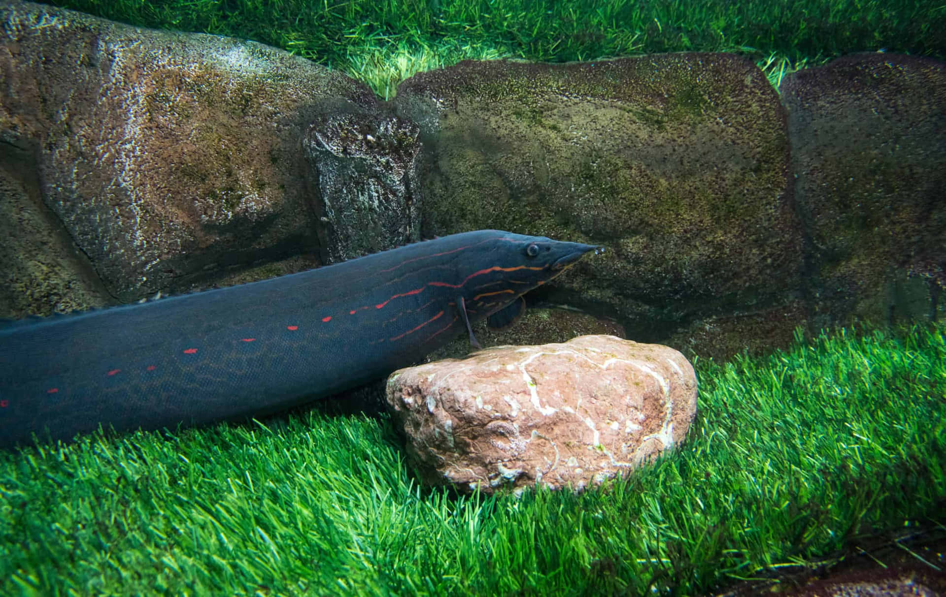 An eel swimming in its natural habitat