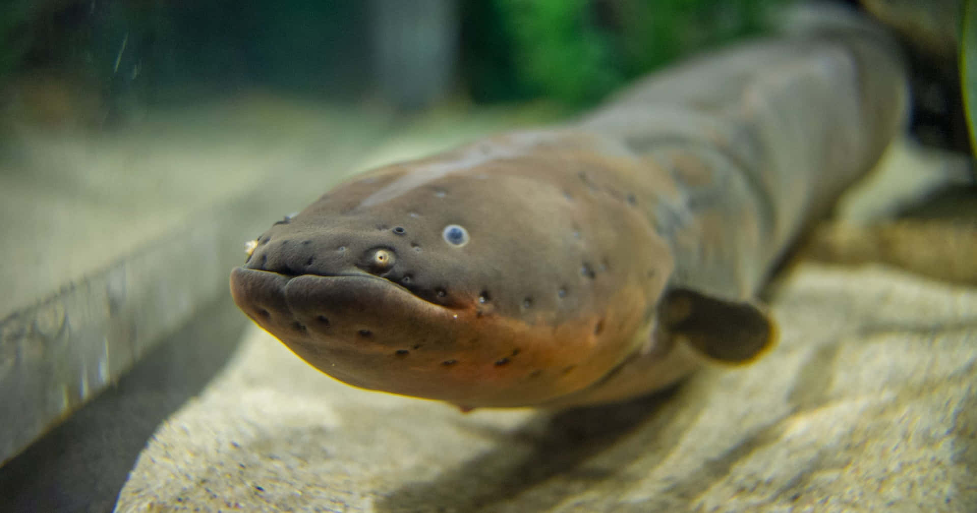 An Anguilliforme Eel Swimming Through A Murky Pond