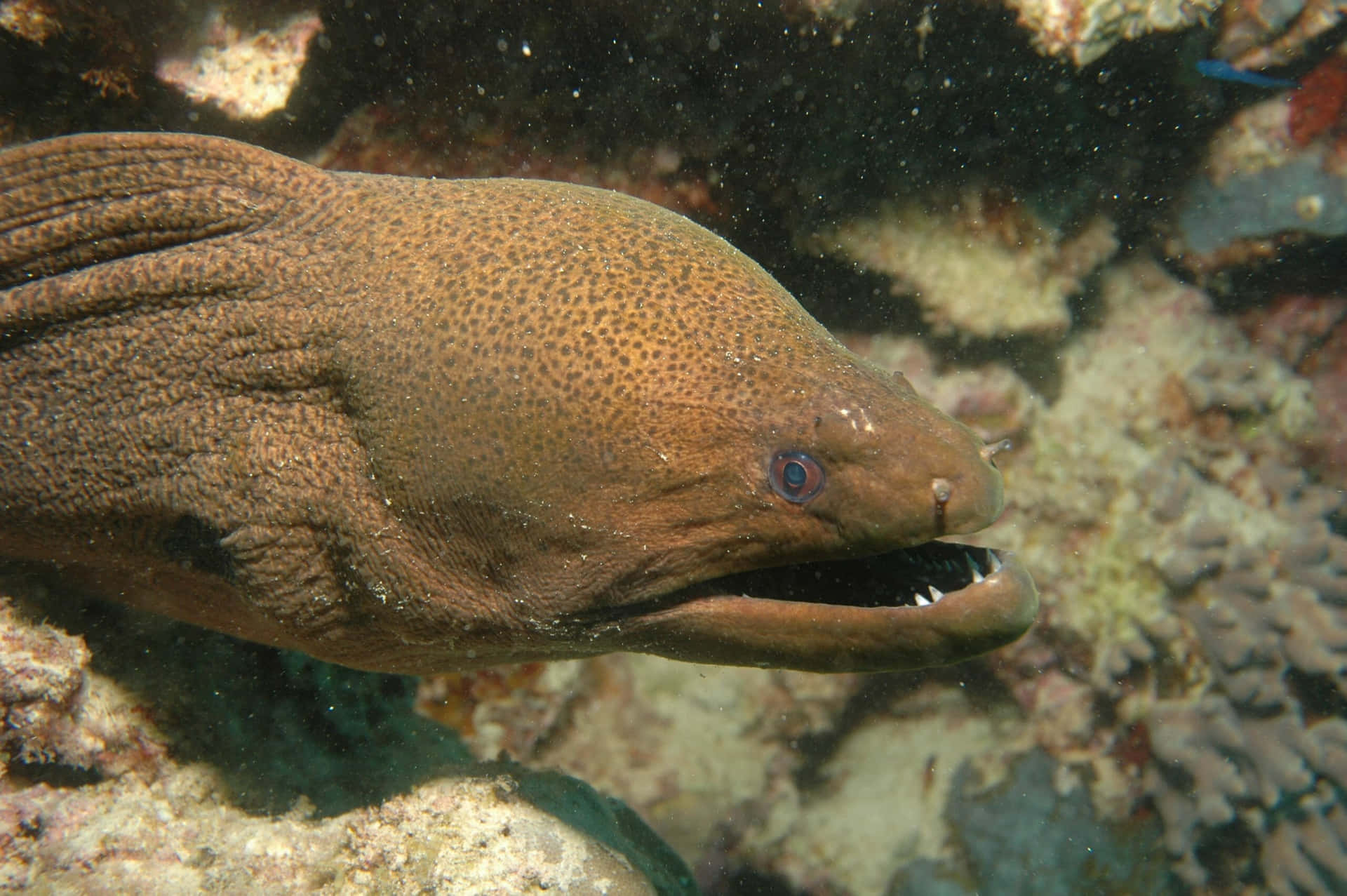 Eel swimming over an ocean reef.