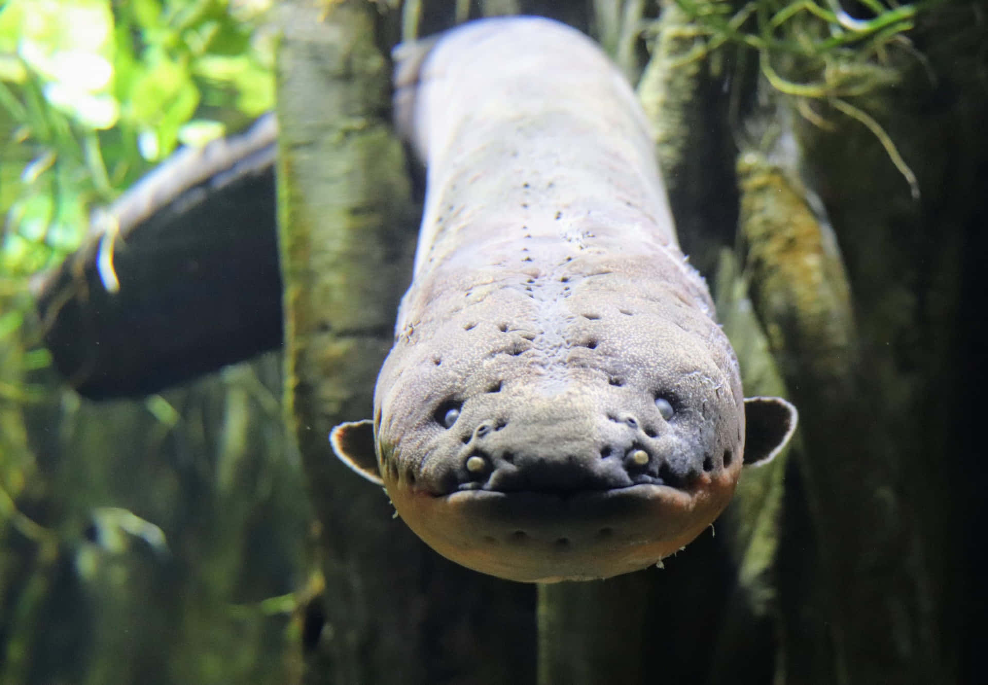 Electric eels, a species of fish that can generate powerful electric shocks, swimming in their natural habitat.