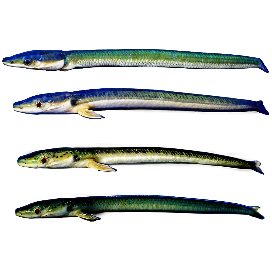 Eel Evolution Chart Png 84 PNG