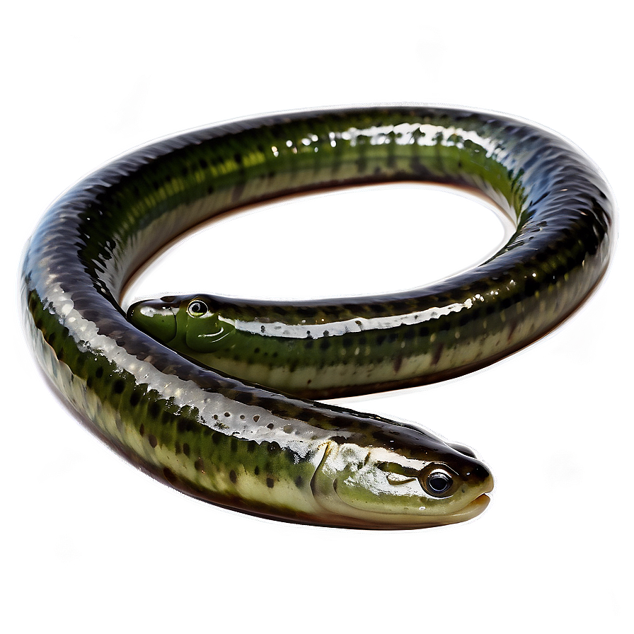 Eel In Seaweed Forest Png Khs48 PNG