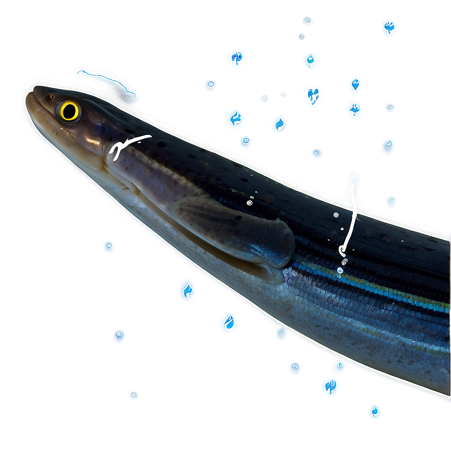 Eel Survival Strategies Png Owg76 PNG