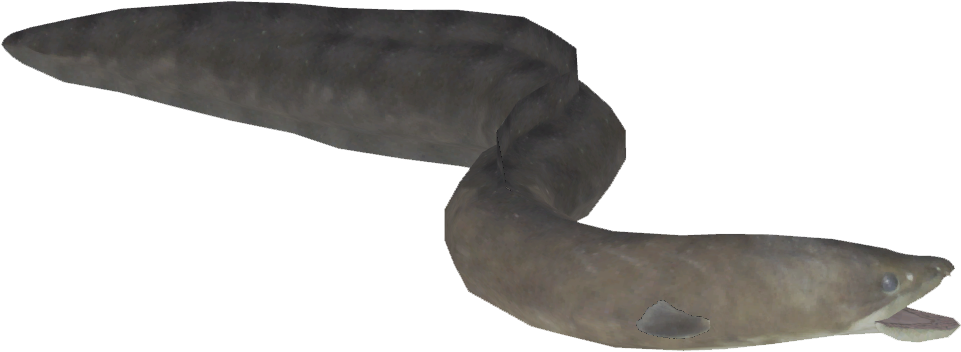 Eel Swimming Aquatic Life PNG