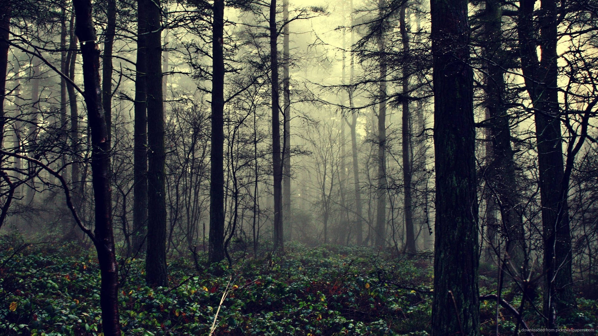 Eerie And Damp Foggy Forest Wallpaper