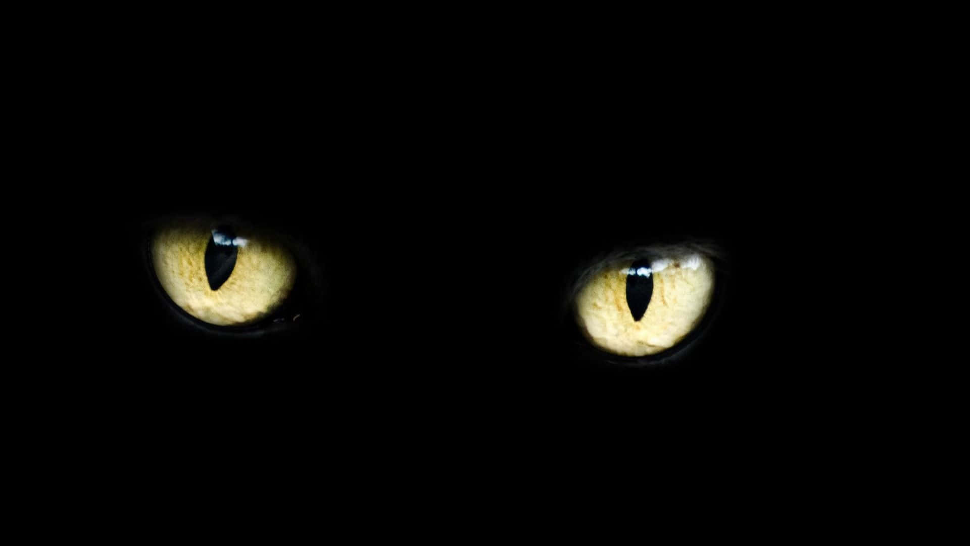 Eerie_ Cat_ Eyes_in_ Darkness.jpg Wallpaper