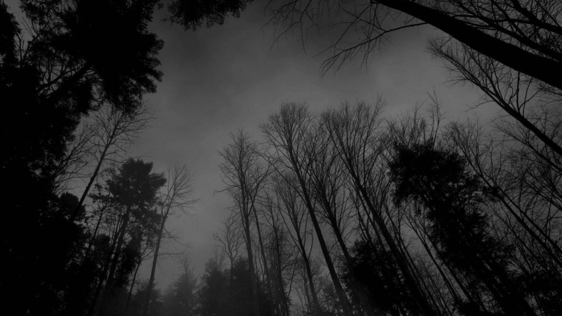 Eerie Forest Dark Gray Wallpaper