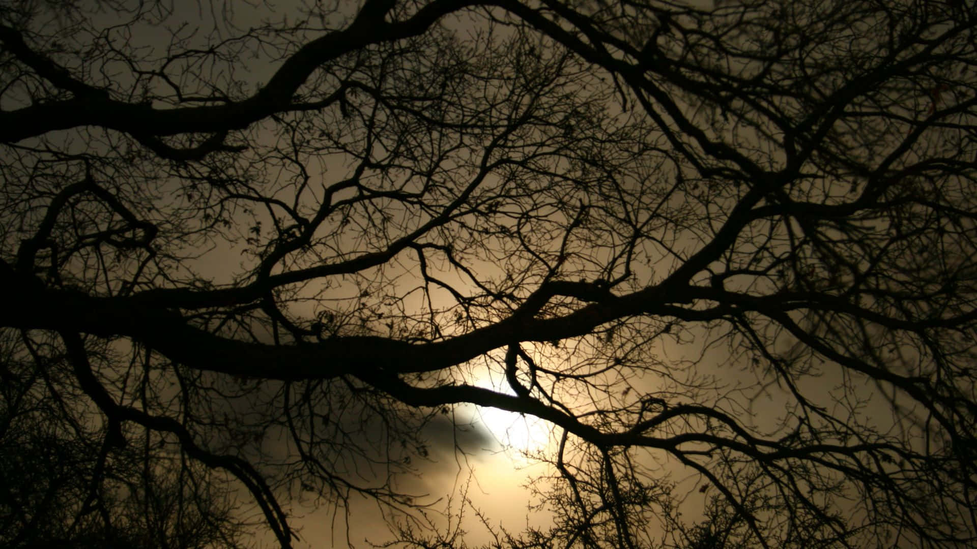 Eerie_ Nighttime_ Trees_ Silhouette Wallpaper