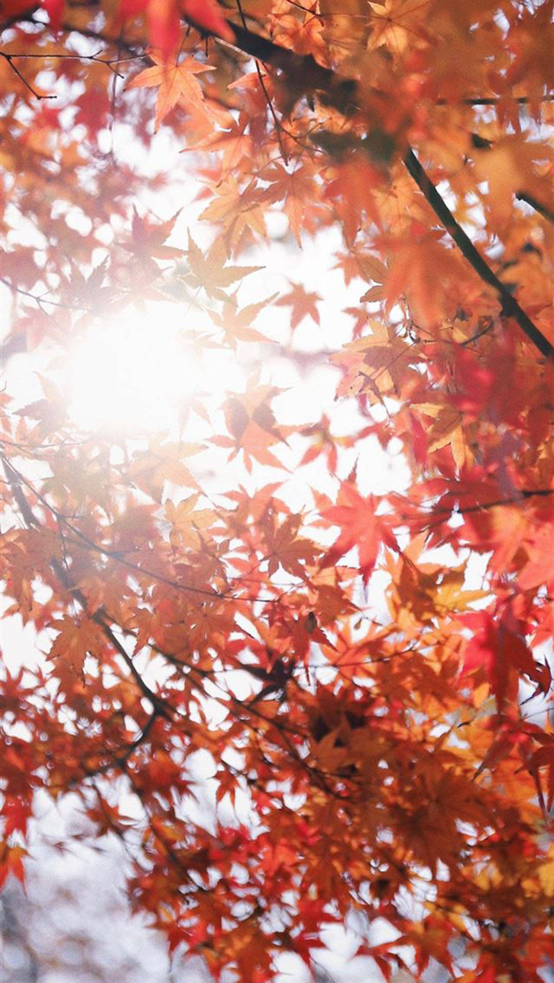 Efterår Iphone Japansk Rød Ahorntræ Wallpaper