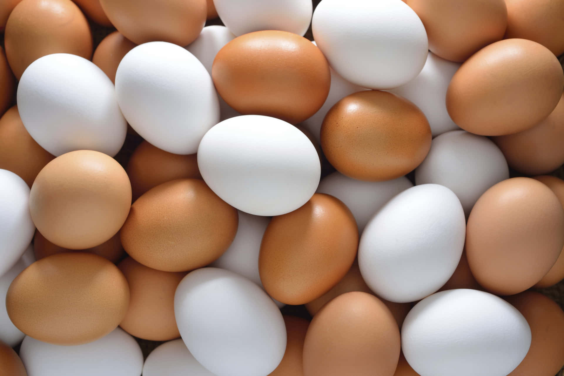 Fresh Eggs abundant in Nature