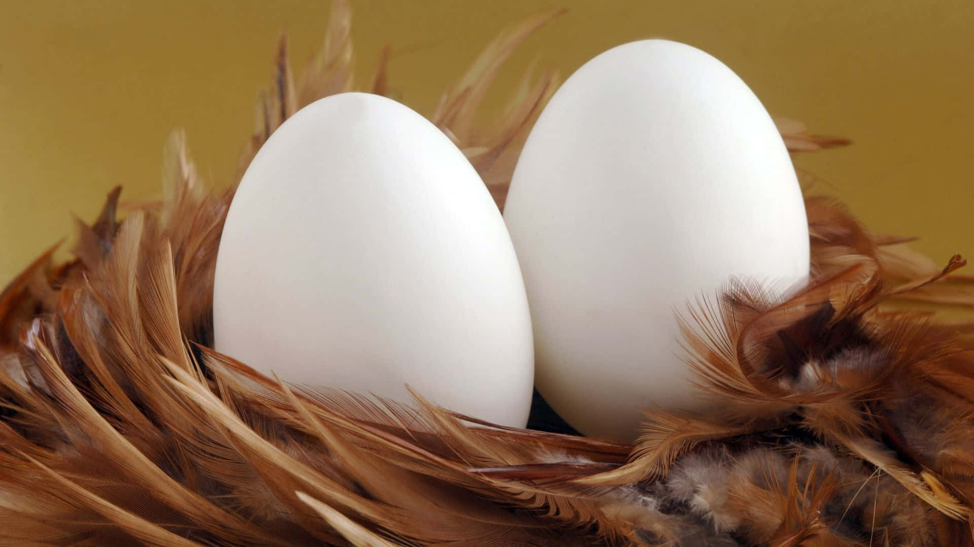 Two White Eggs In A Nest With Brown Feathers