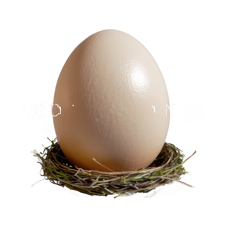 Egg In Nest Png Jfp PNG