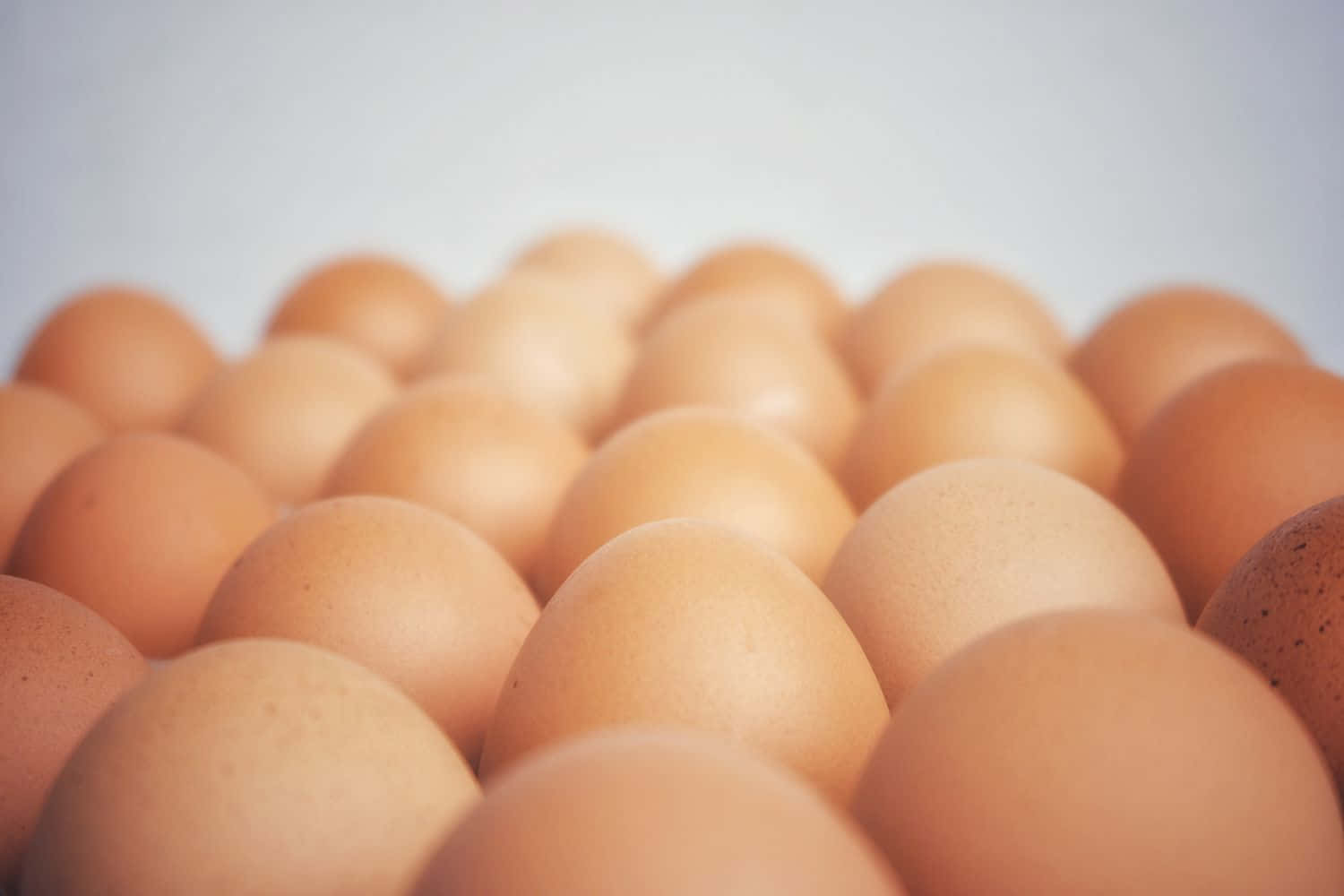 An egg carton full of fresh eggs
