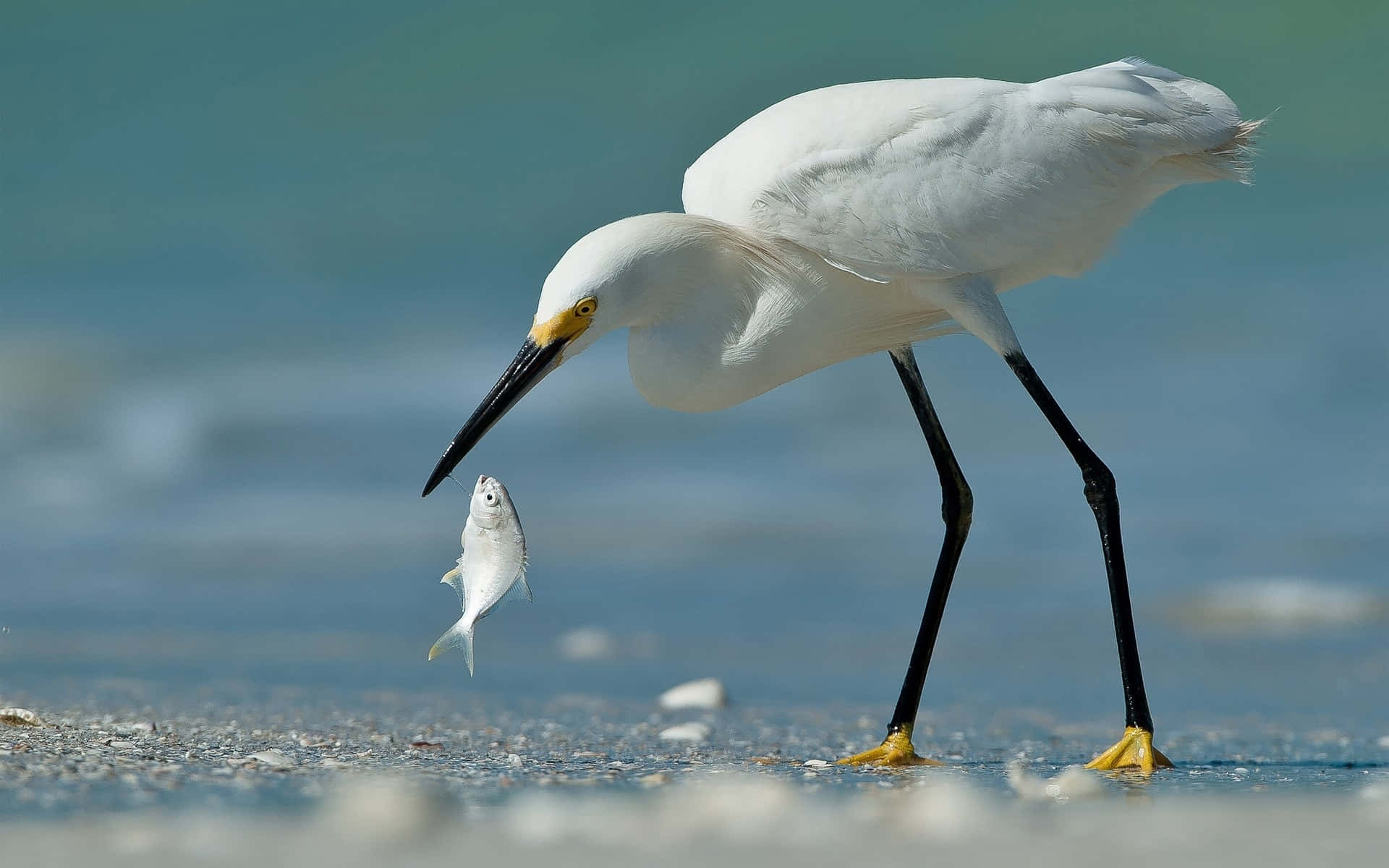 Egret Catching Fish Seashore.jpg Wallpaper