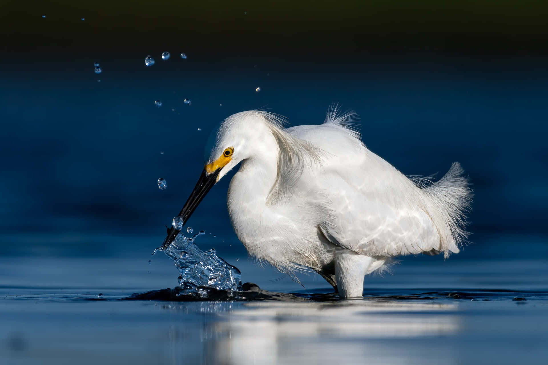 Egret Catching Fish Water Splash Wallpaper