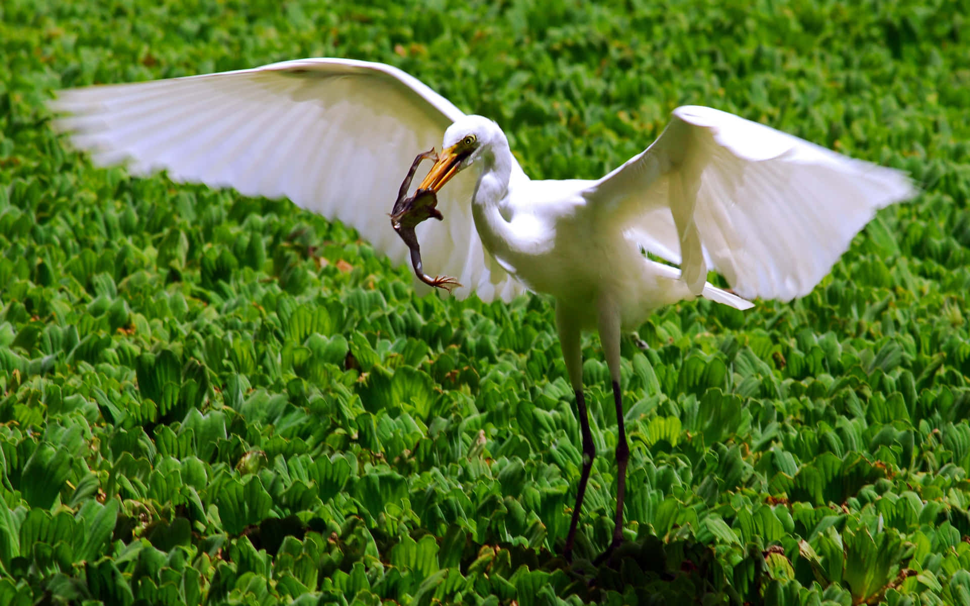 Egret Fanger Frosk Bakgrunnsbildet