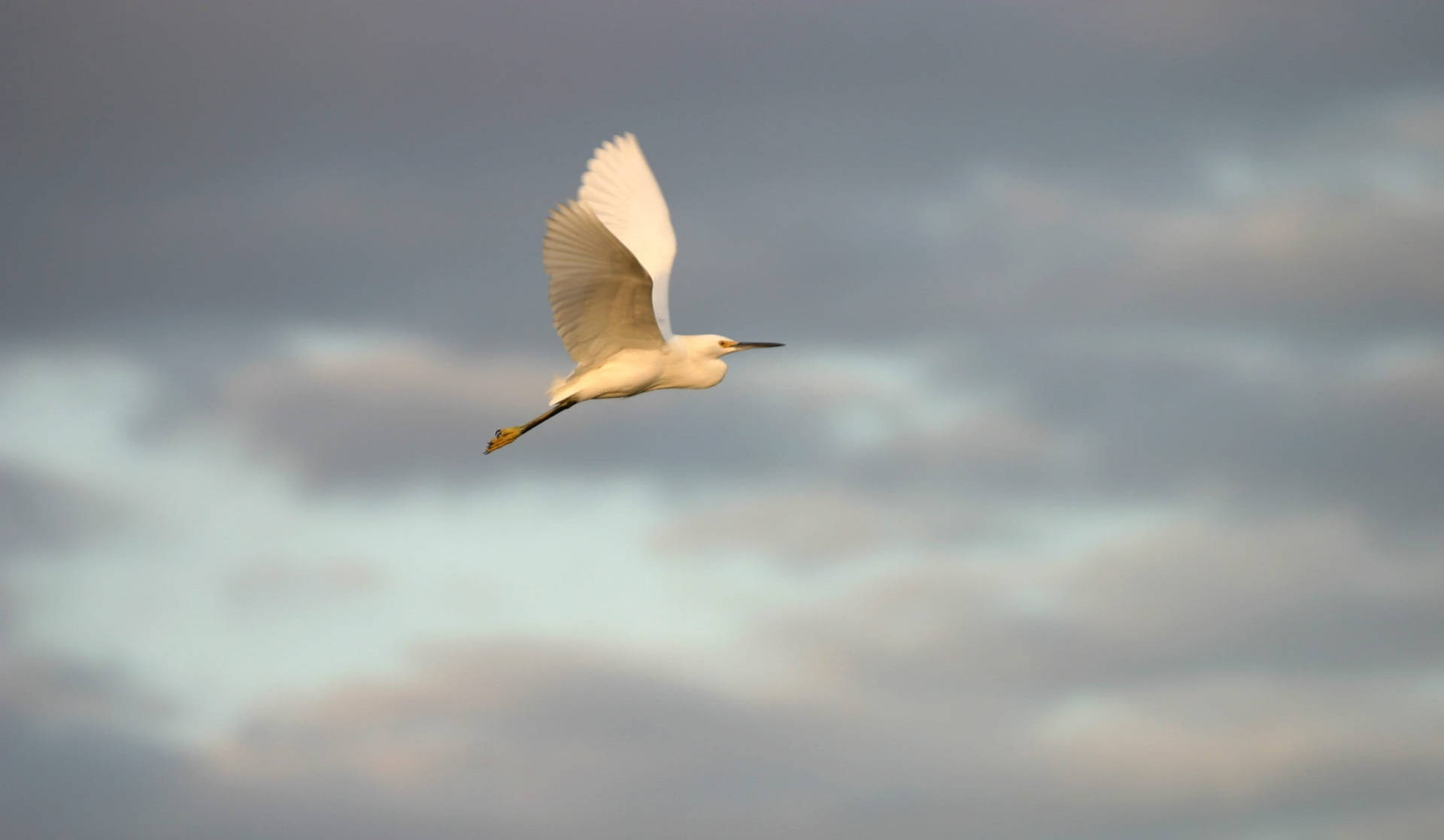 Egret Flying Everglades National Park Picture