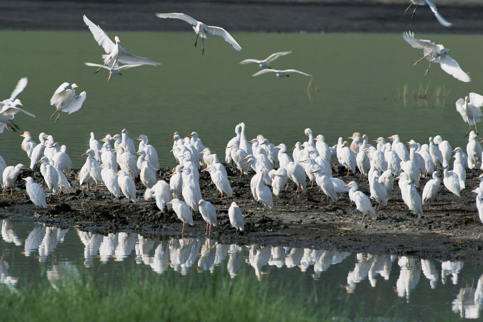 Egret Gatheringat Waterfront Wallpaper