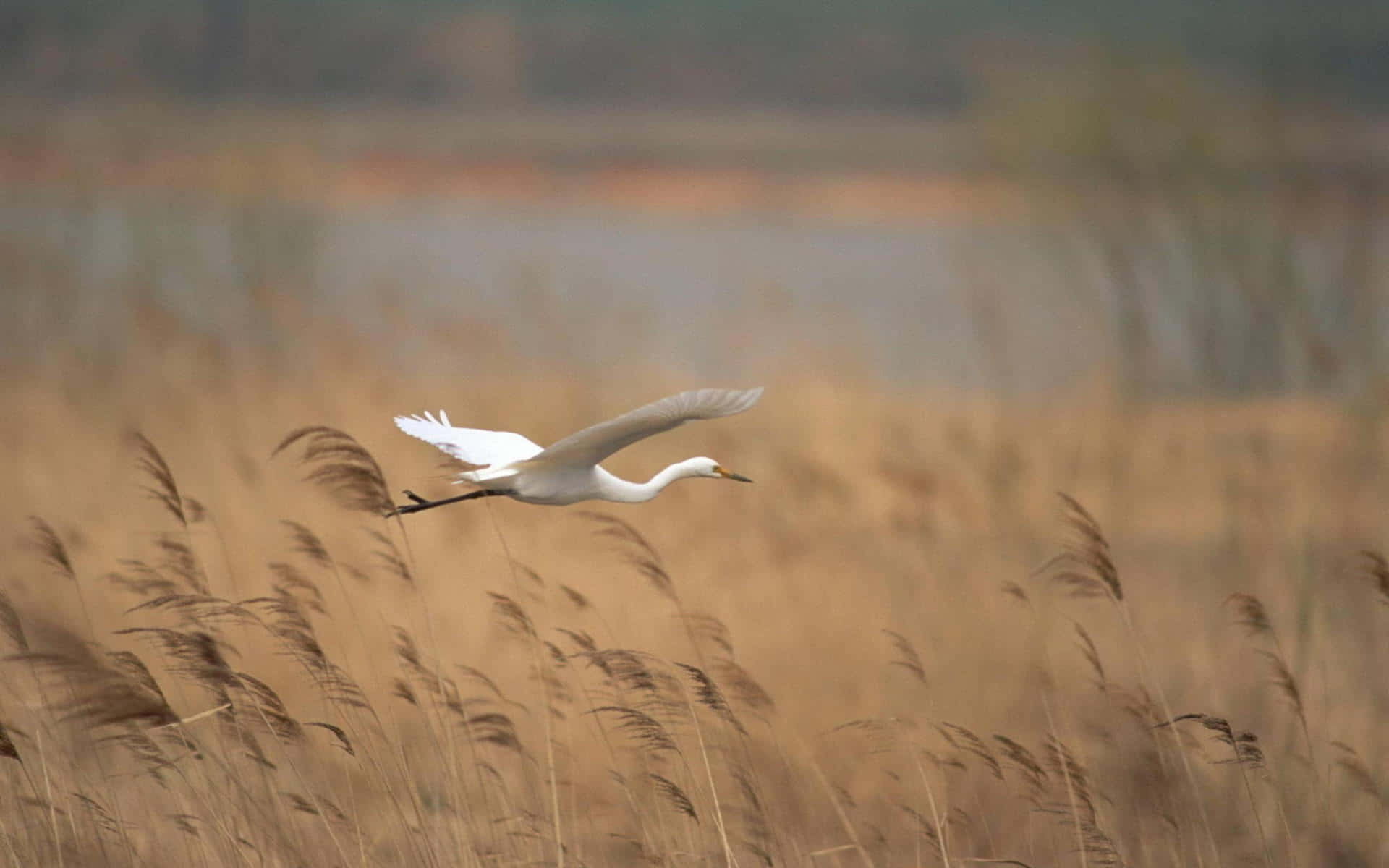 Egret Gliding Over Golden Field.jpg Wallpaper