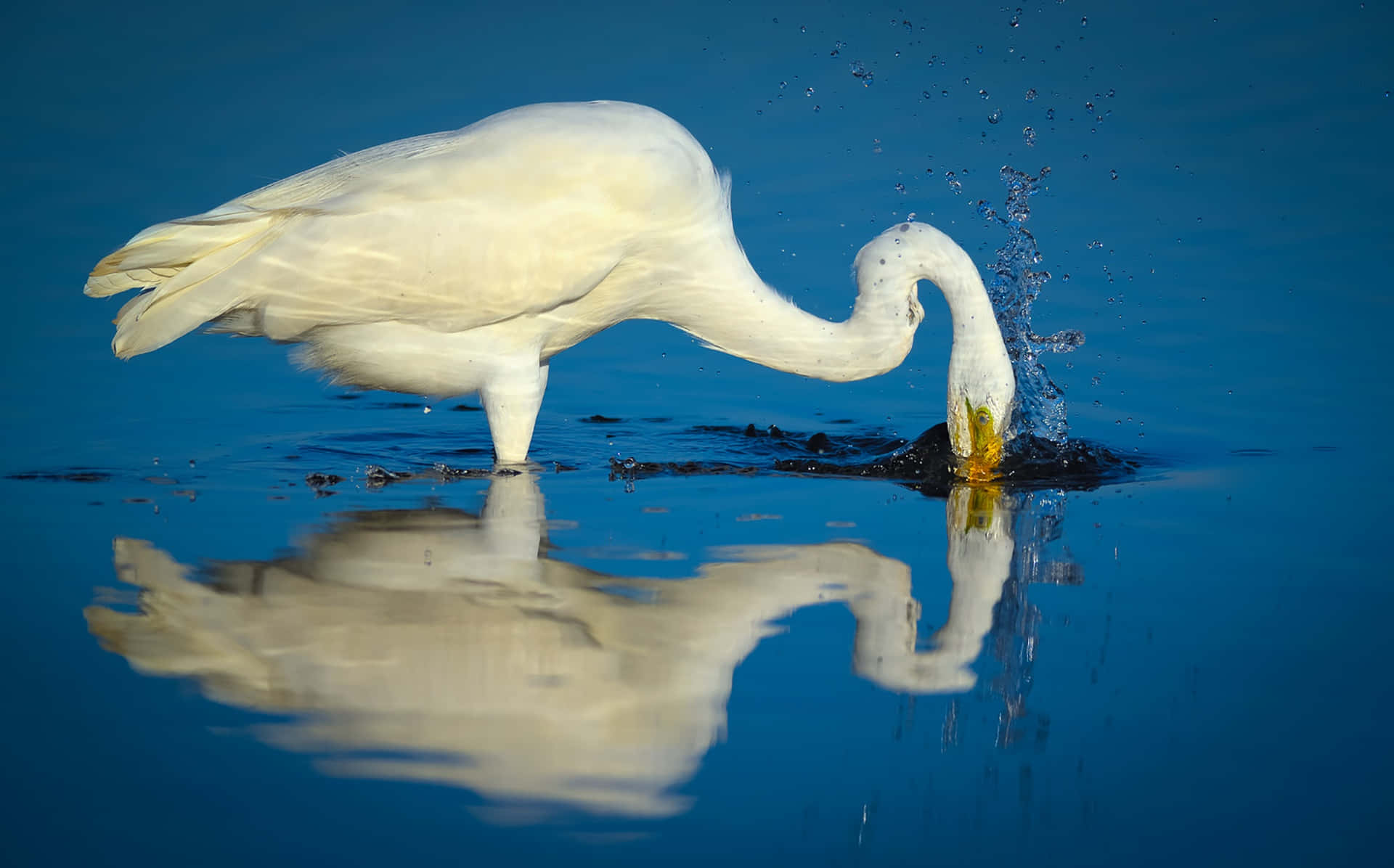 Egret Hunting Reflection Water Wallpaper