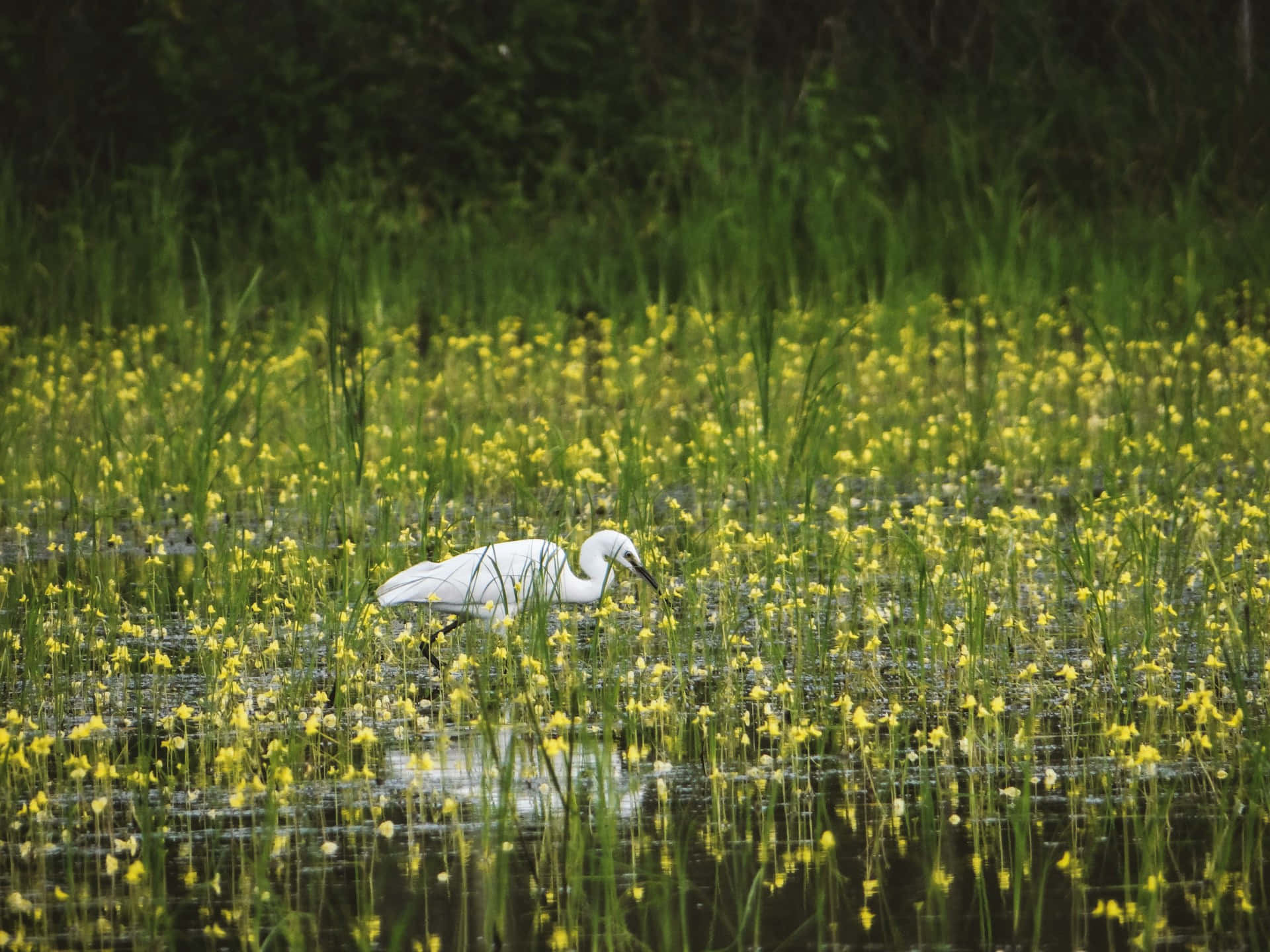 Egret Huntingin Wetland Meadow Wallpaper