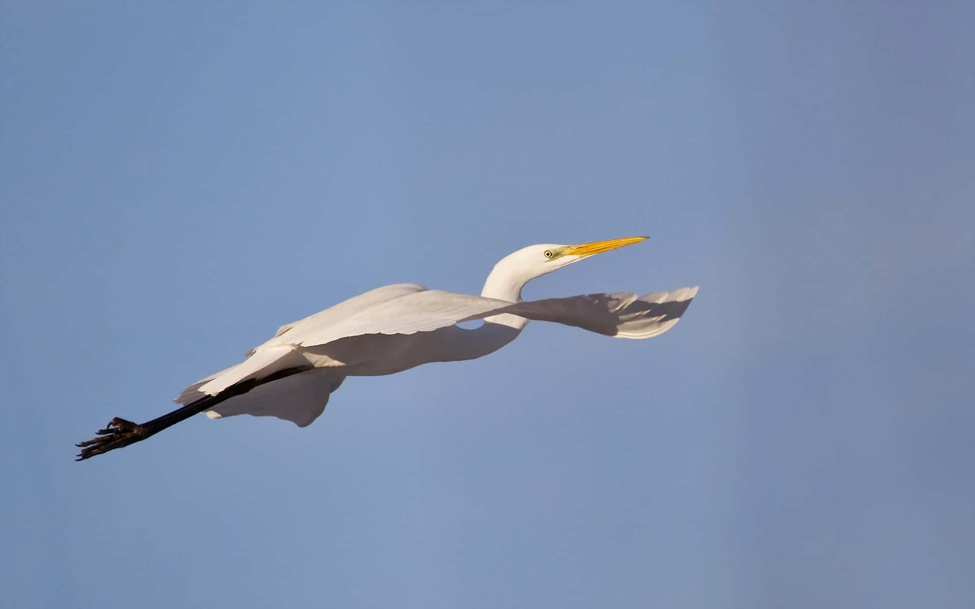 Egret I Flukt Mot Blå Himmel Bakgrunnsbildet