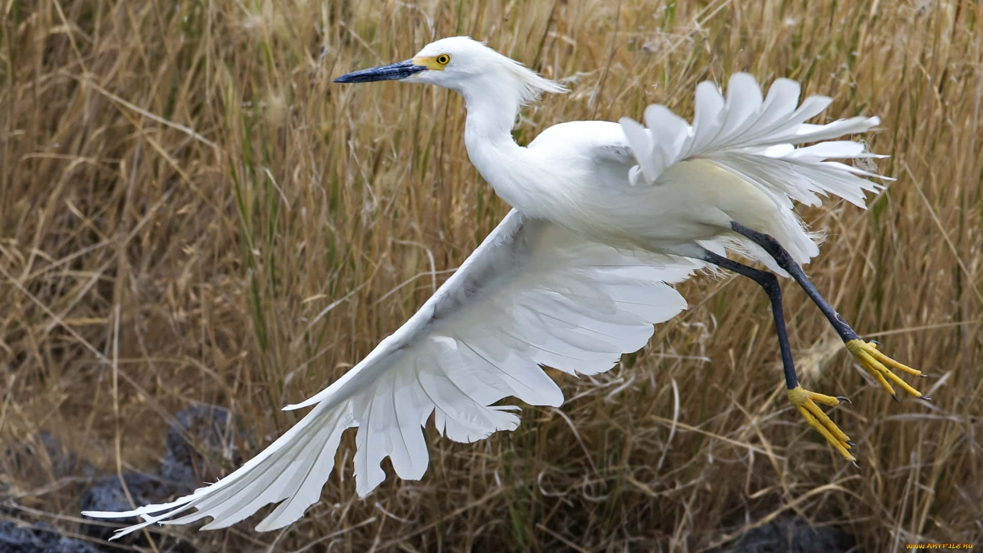 Egret I Flukt Over Gressland Bakgrunnsbildet