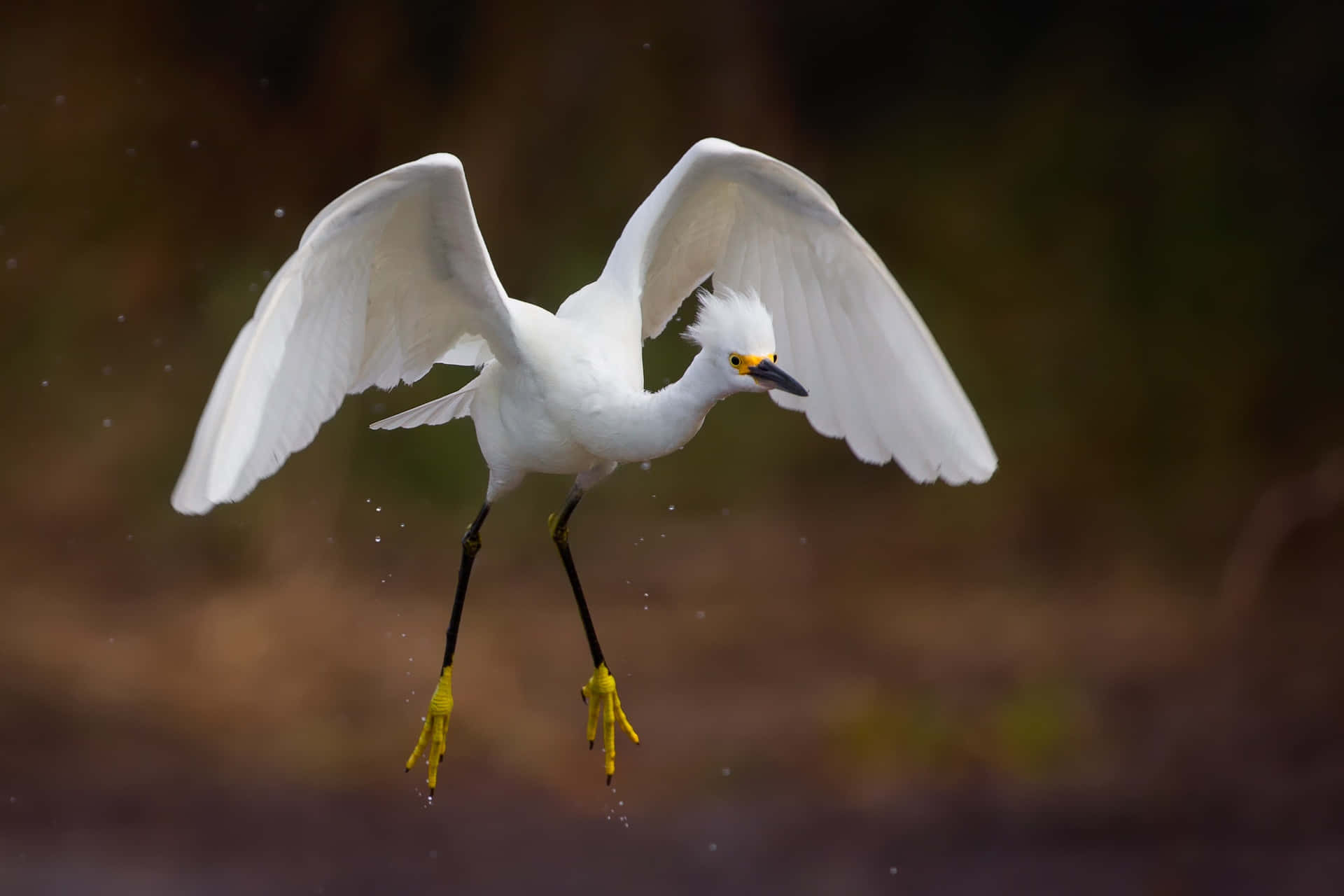 Egret In Flight Water Droplets Wallpaper