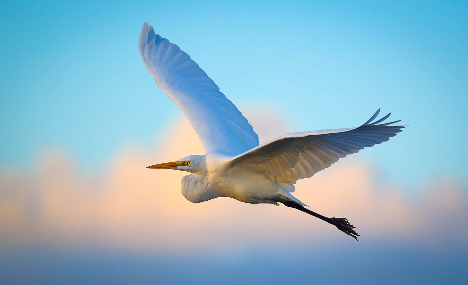 Egret I Flukt Ved Skumring Bakgrunnsbildet