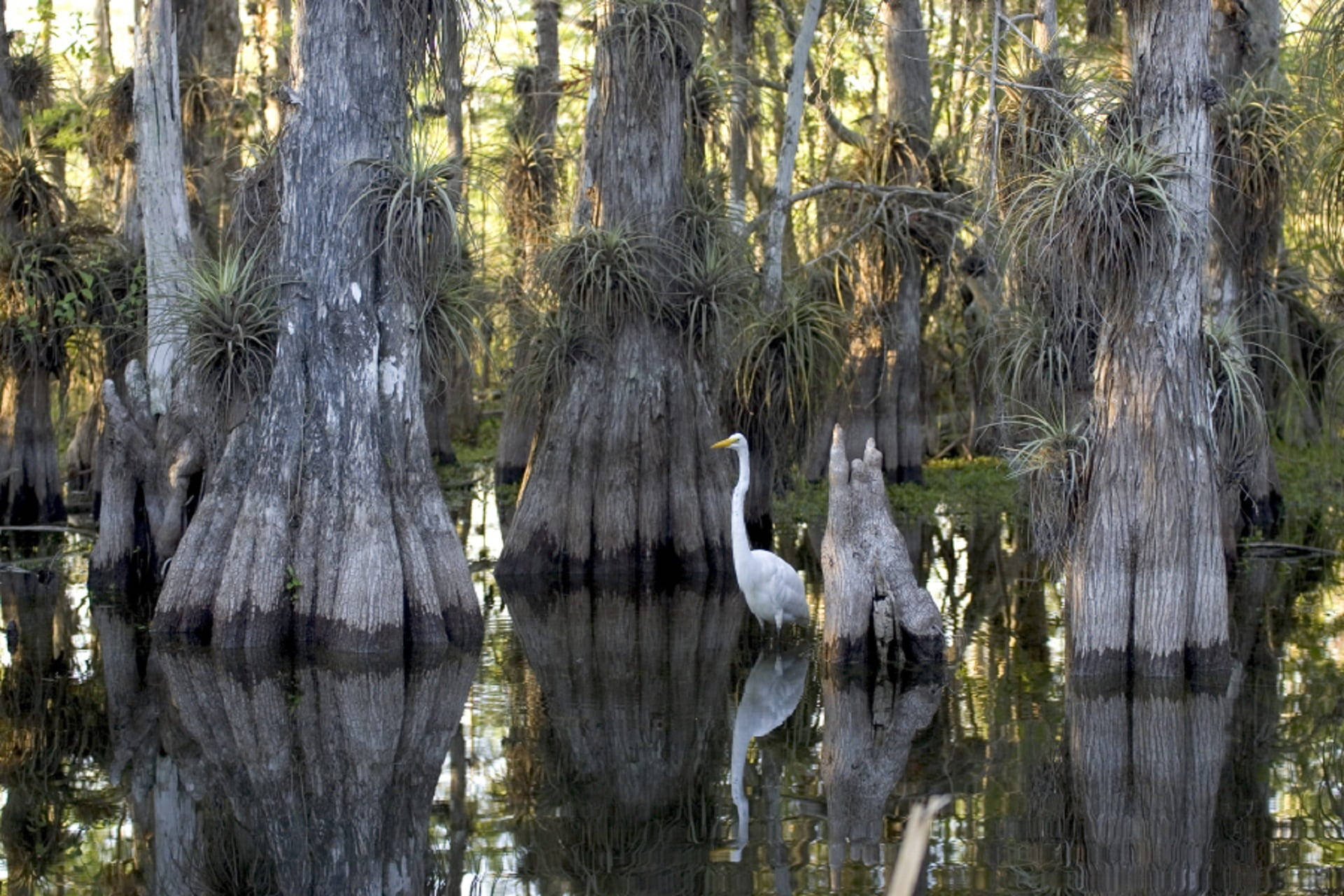 Egret In Swamp Everglades National Park Picture