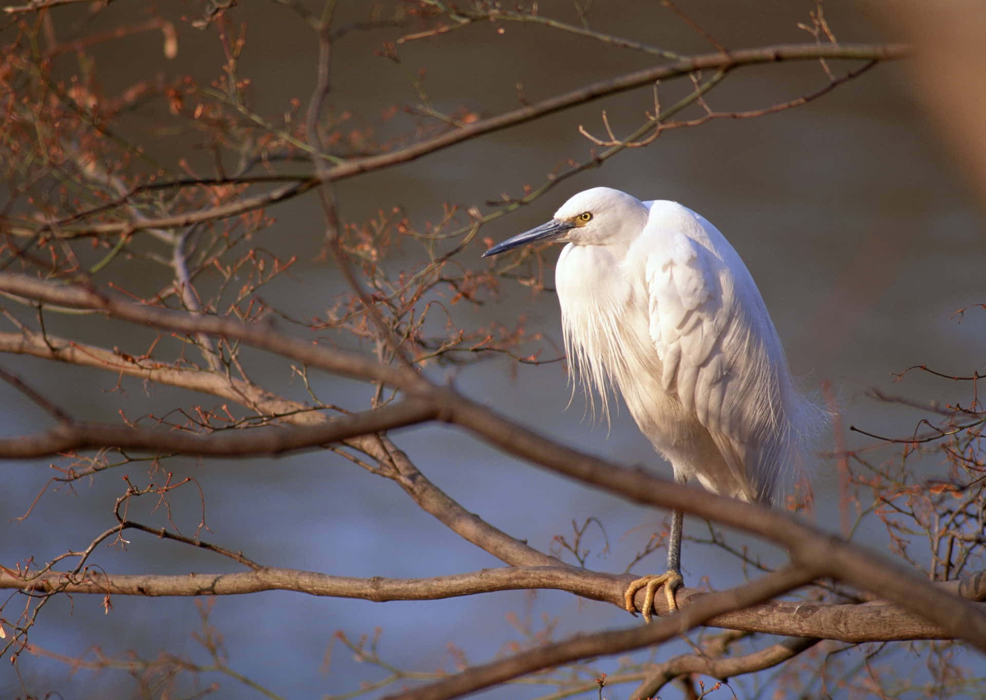 Egret Sittende I Høstgreiner Bakgrunnsbildet