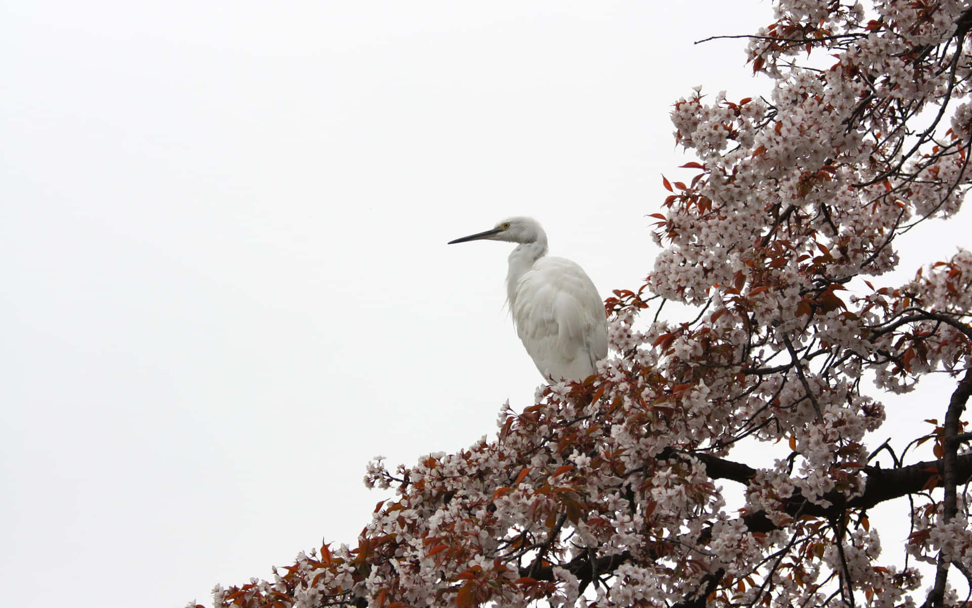 Egret Sittende I Blomstrende Tre Bakgrunnsbildet