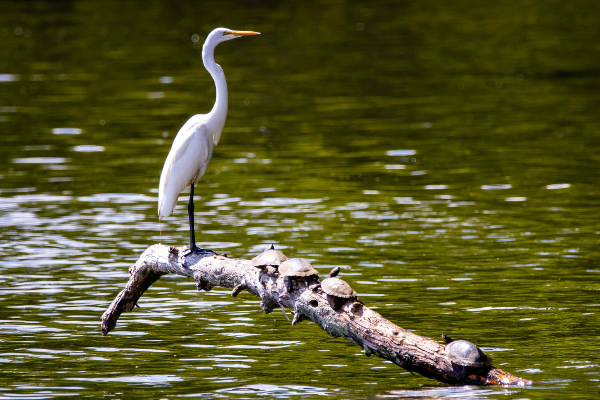 Egret Perchedon Driftwoodwith Turtles Wallpaper