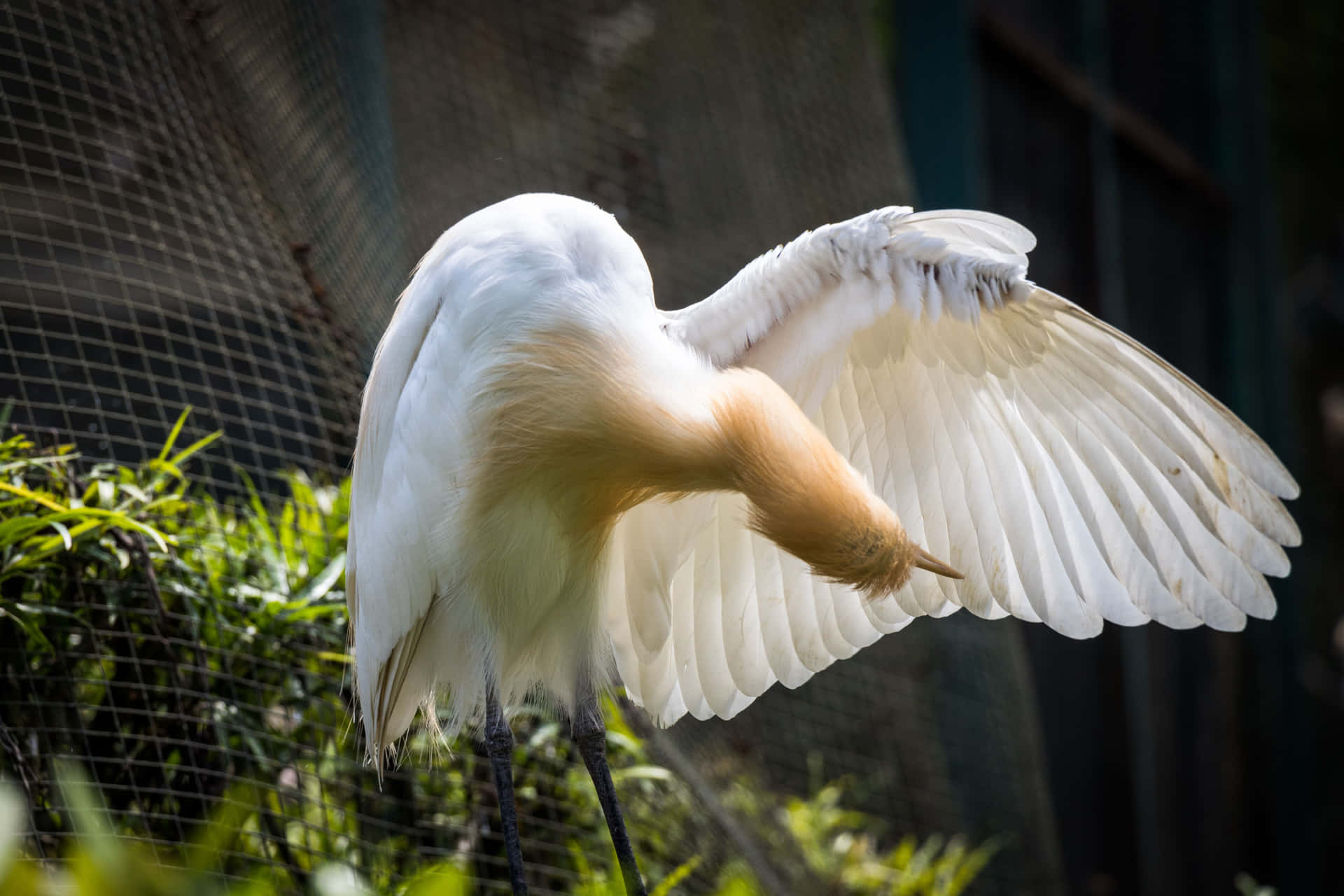 Egret Spreading Wings Wallpaper