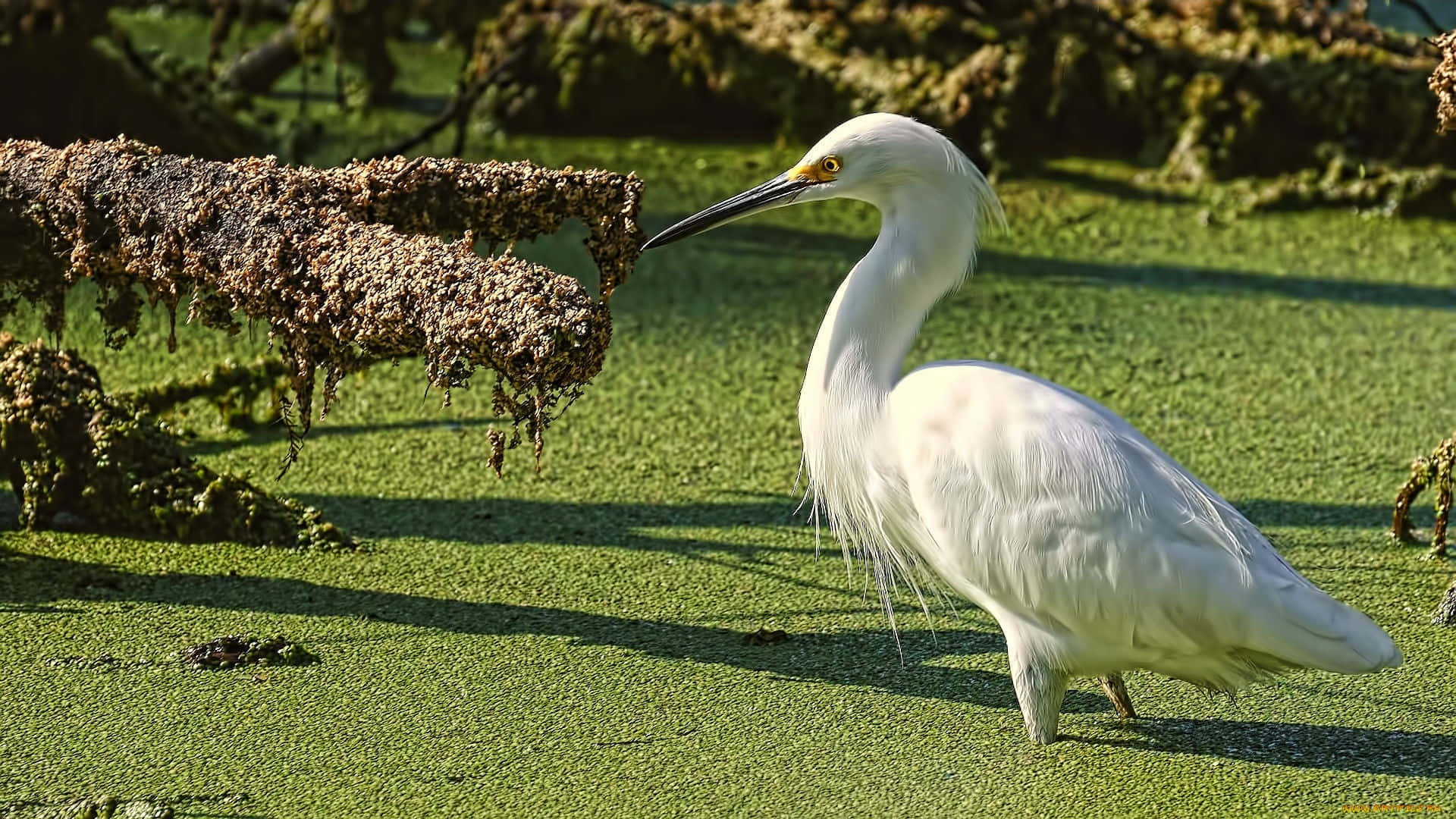 Egret Standing By Waterlogged Branches Wallpaper