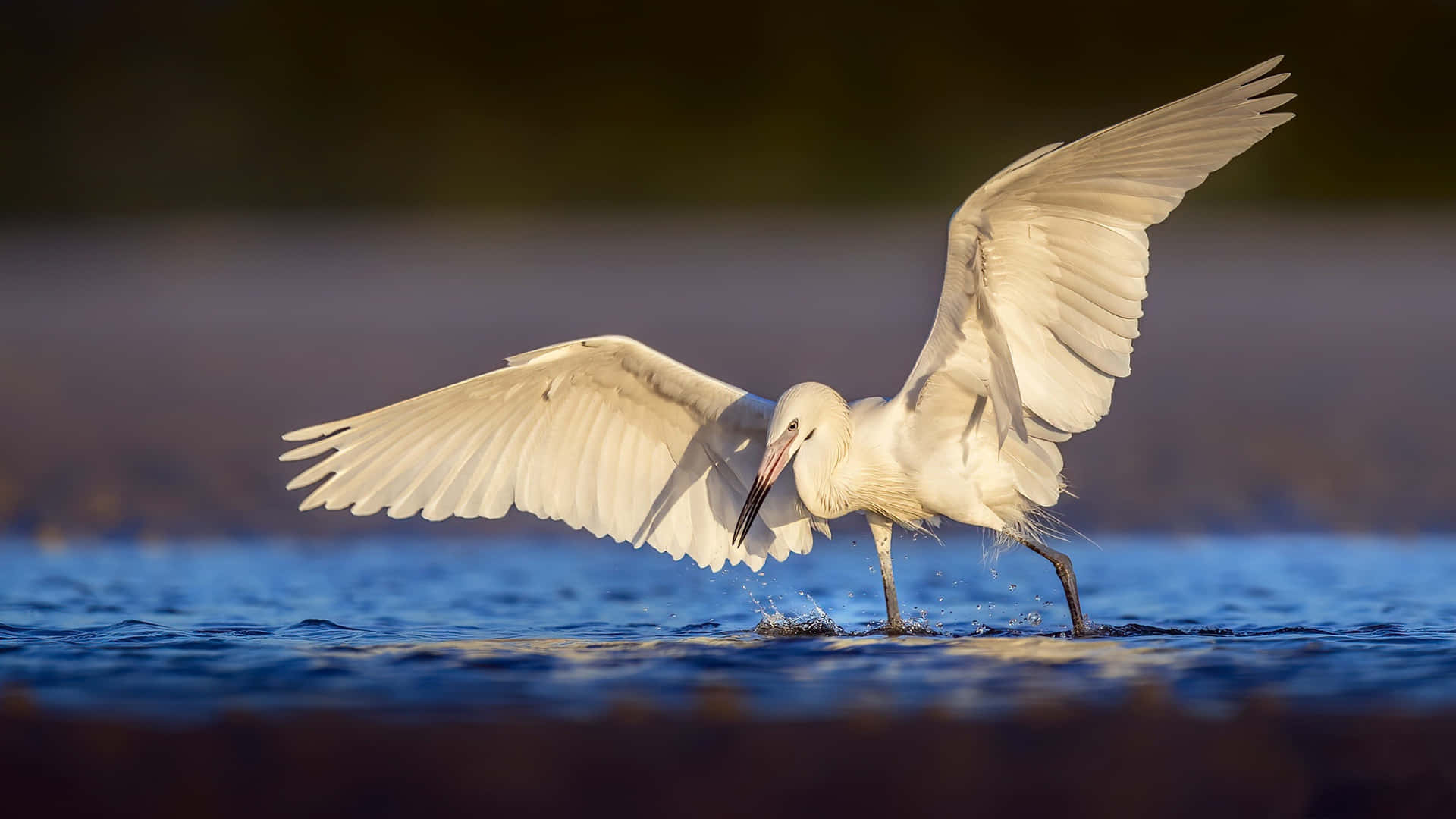 Egret I Flukt Mot Vannlanding Bakgrunnsbildet