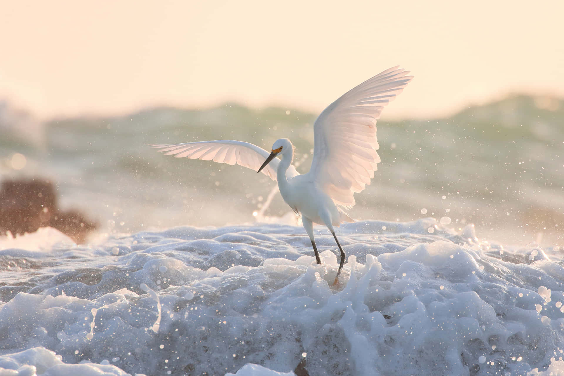 Egret I Solfylt Surf Bakgrunnsbildet