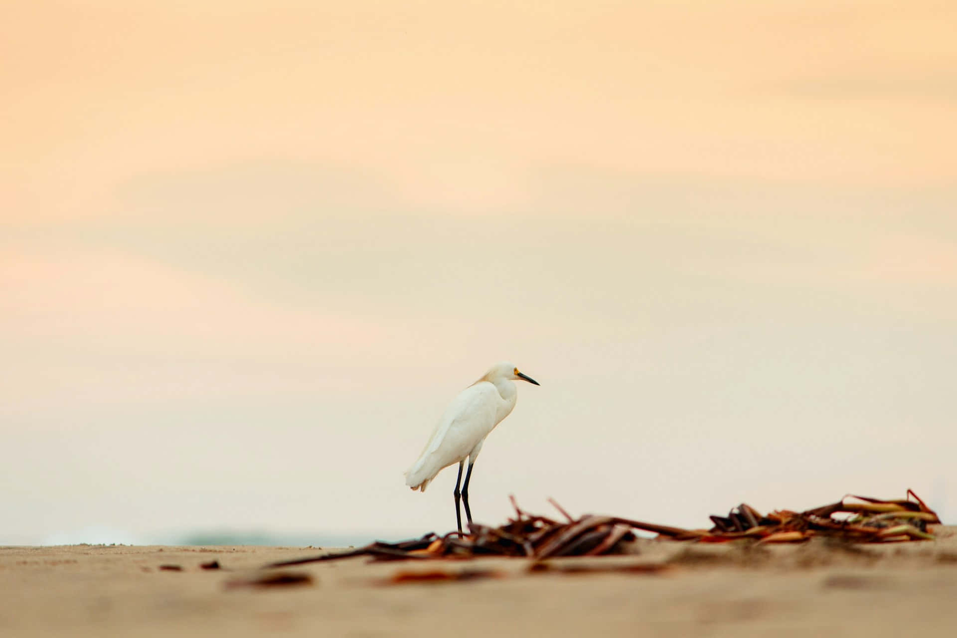 Pantai Egreton Saat Senja Wallpaper