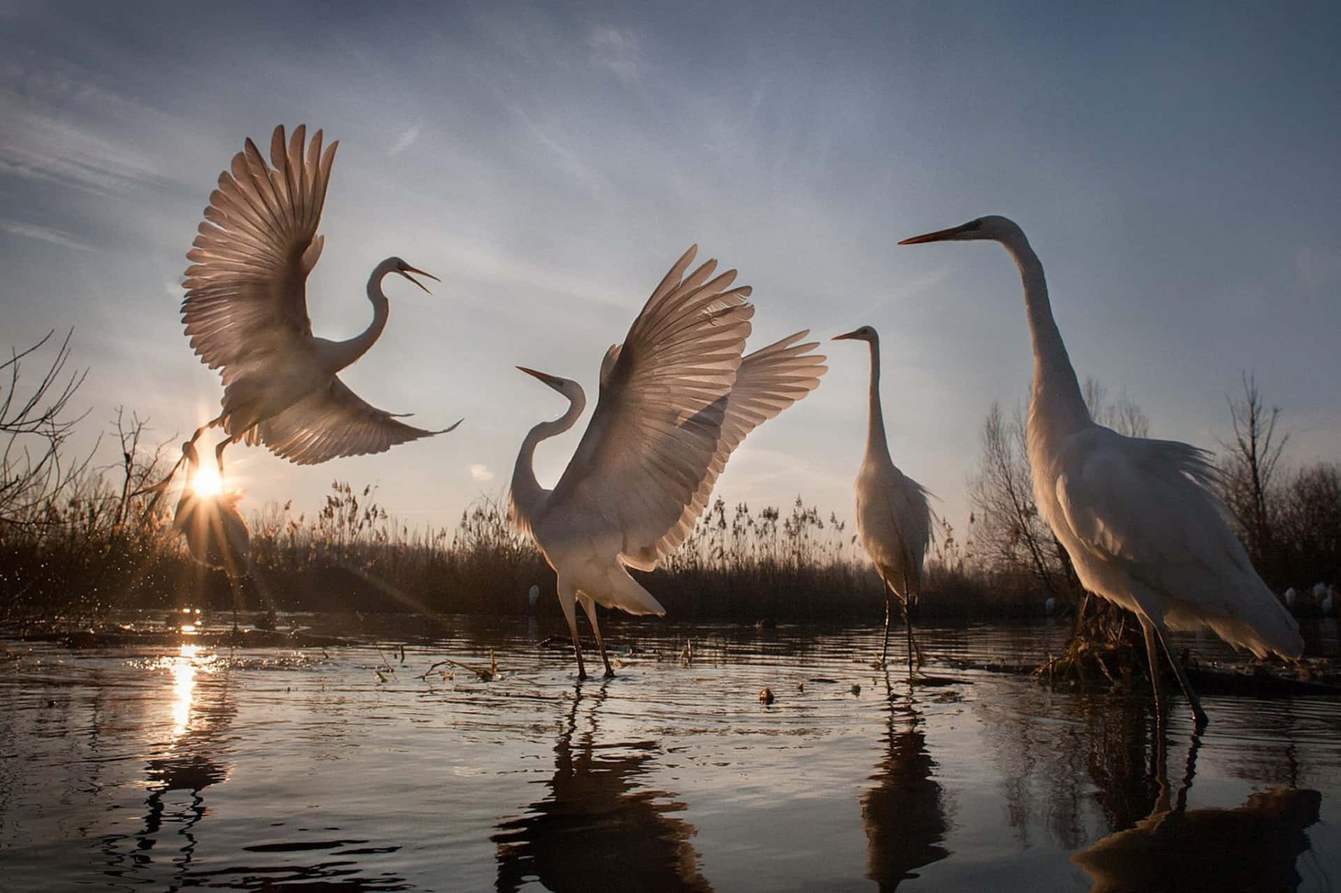 Egrets Dancingat Sunset Wallpaper