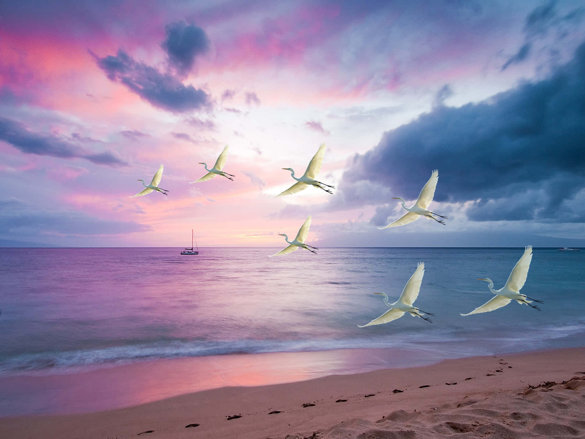 Egrets_ Flying_ At_ Sunset_ Beach Wallpaper
