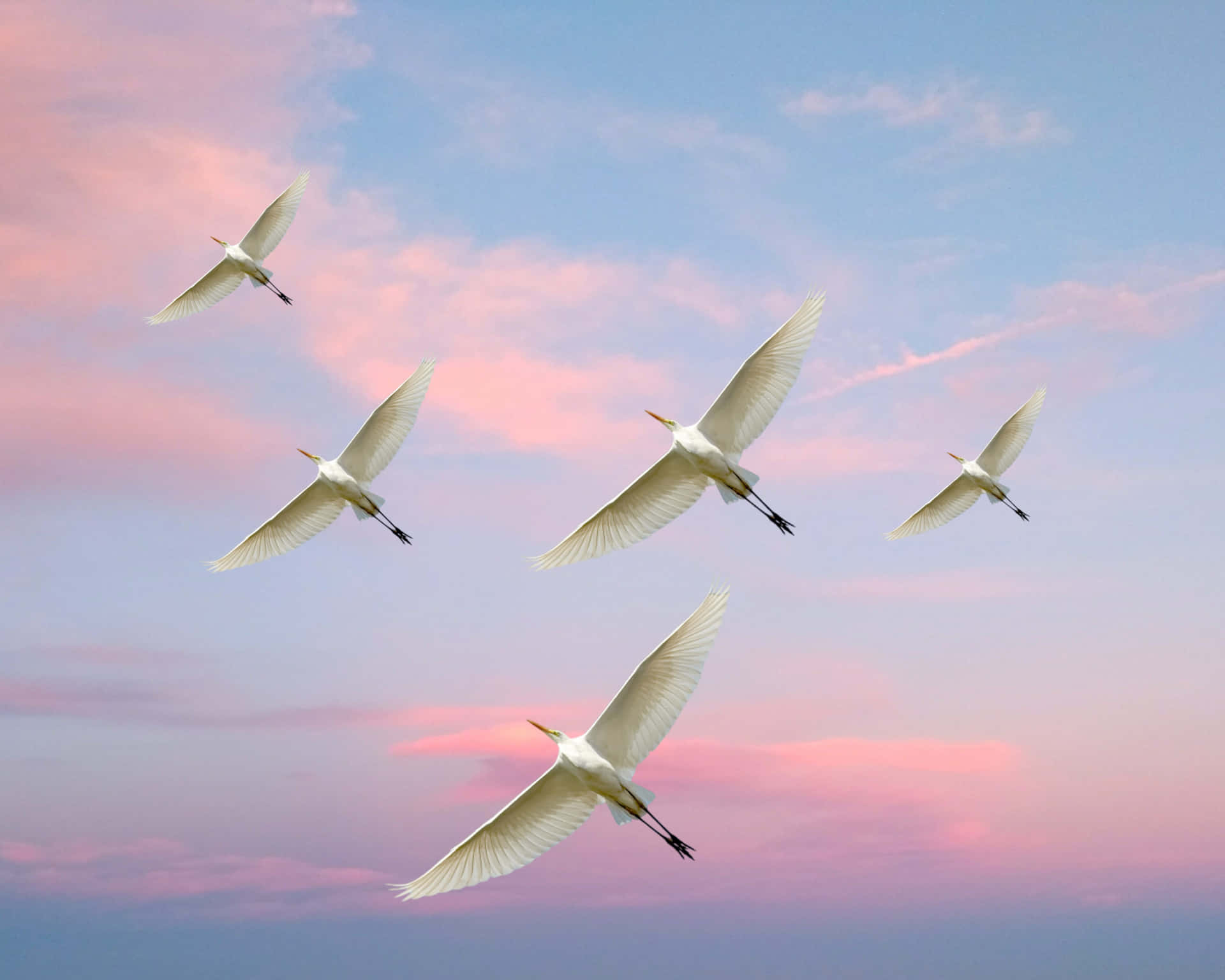 Egrets In Flight At Dusk Wallpaper