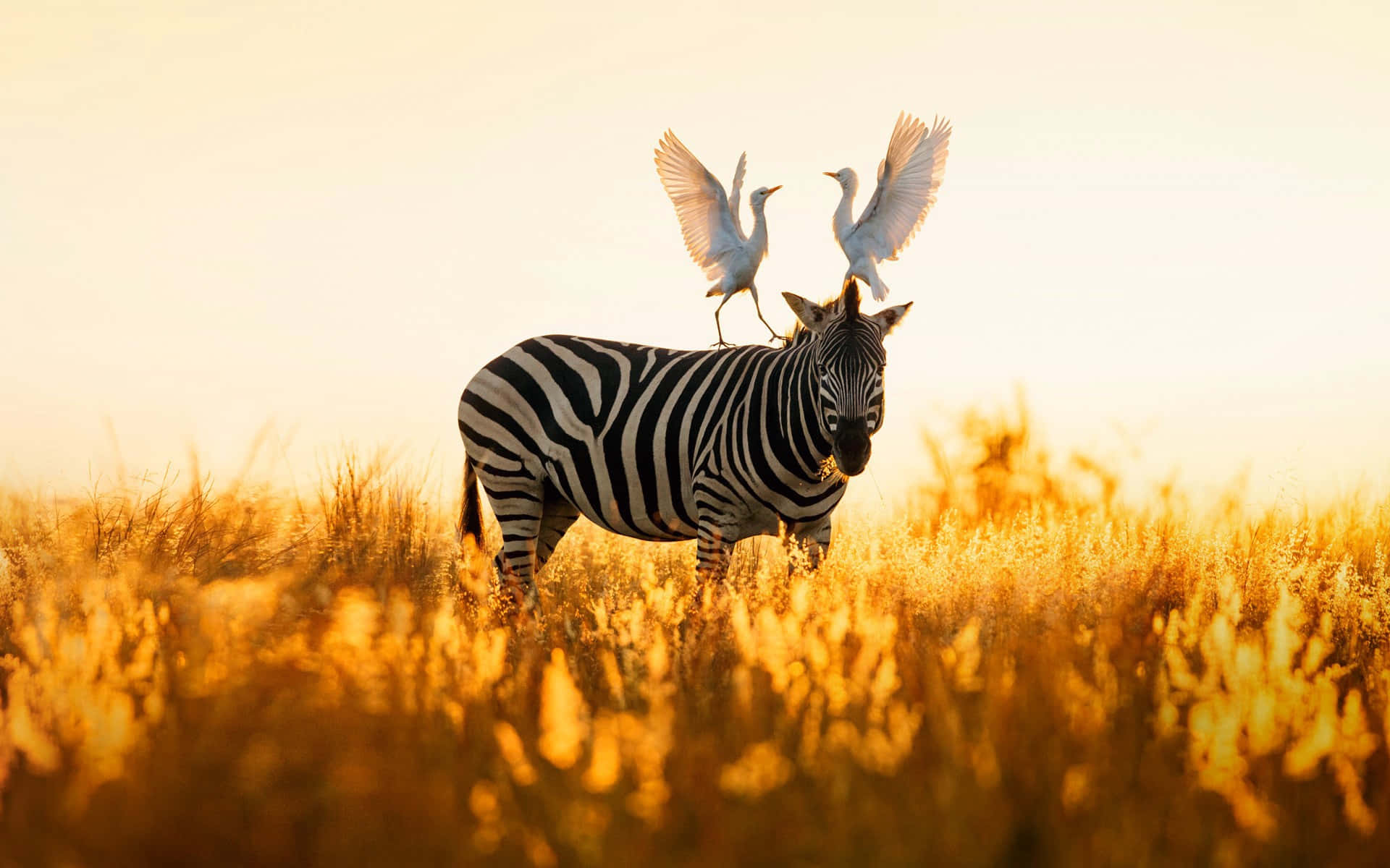 Egretter Landende På Zebra Ved Solnedgang Bakgrunnsbildet