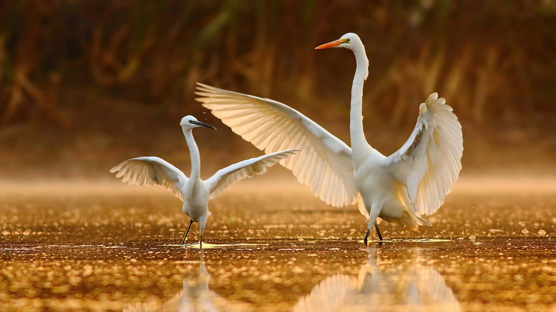 Egret I Gyldne Vann.jpg Bakgrunnsbildet