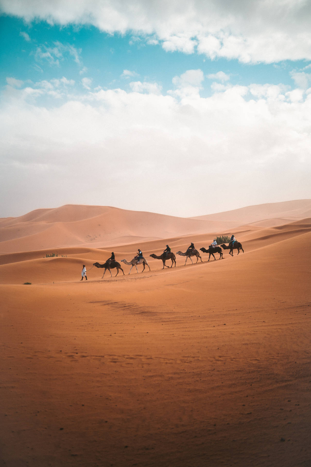 Egypt Camel Transport Wallpaper