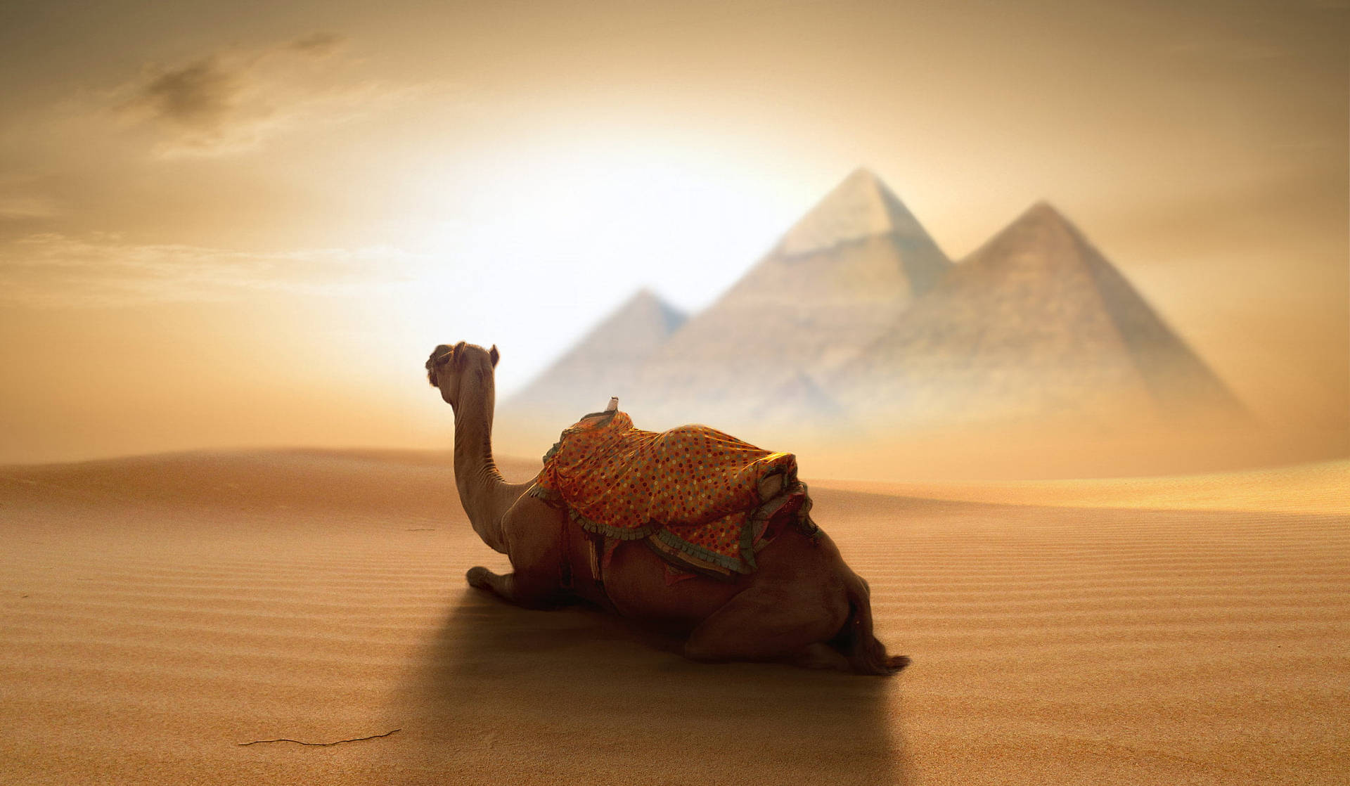 Egypt Desert Camel Wallpaper