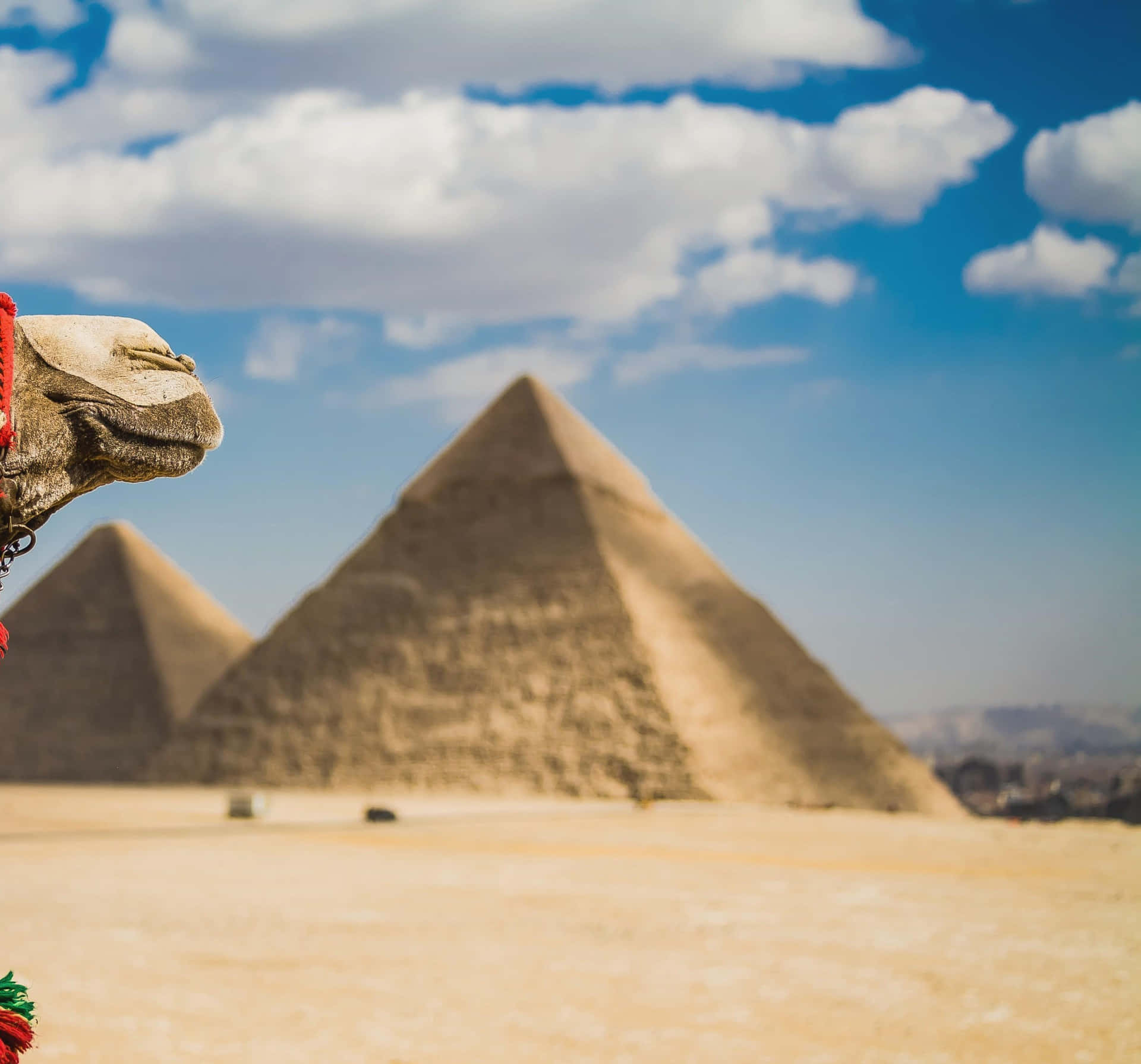 A Camel Is Standing In Front Of The Pyramids