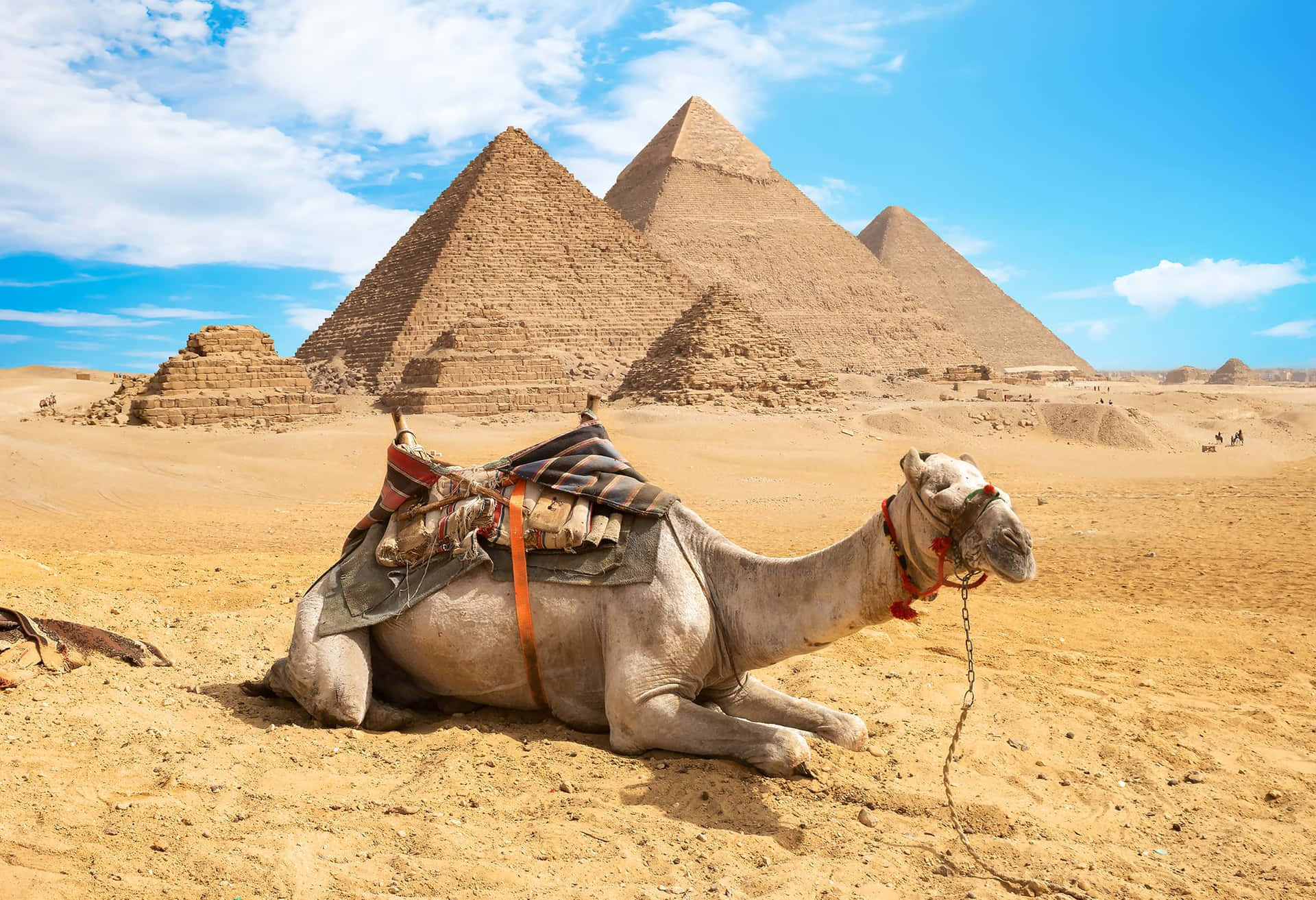 Uncamello Está Sentado En El Desierto Cerca De Las Pirámides.